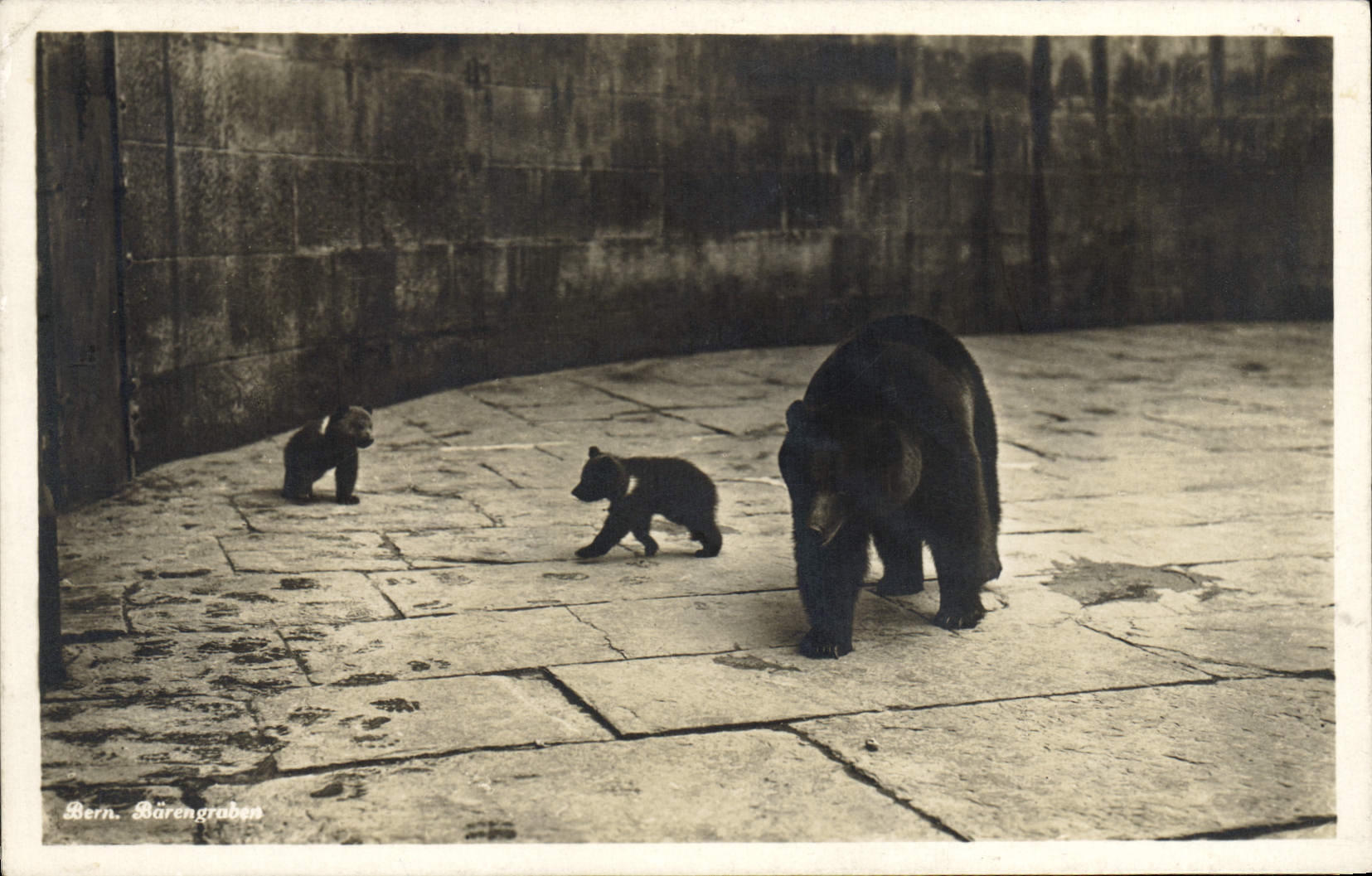 CPA Ours Bern Barengraben