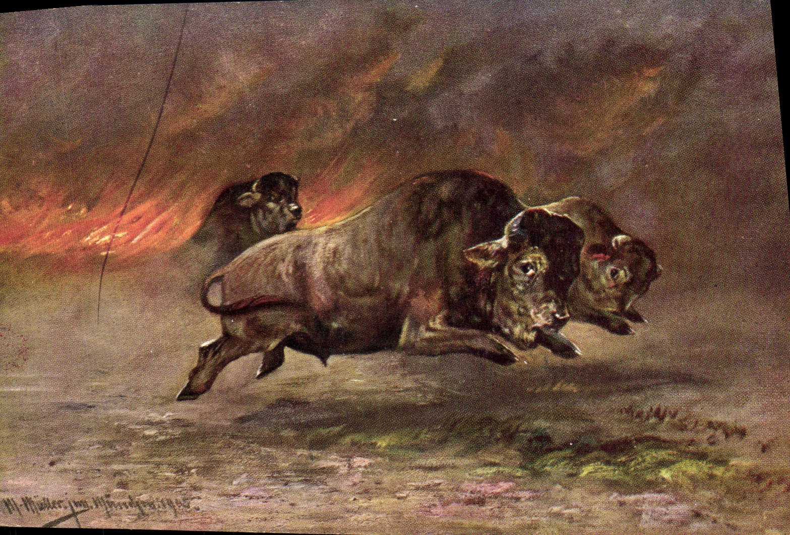 VINTAGE POSTCARD bulldozers Bulls