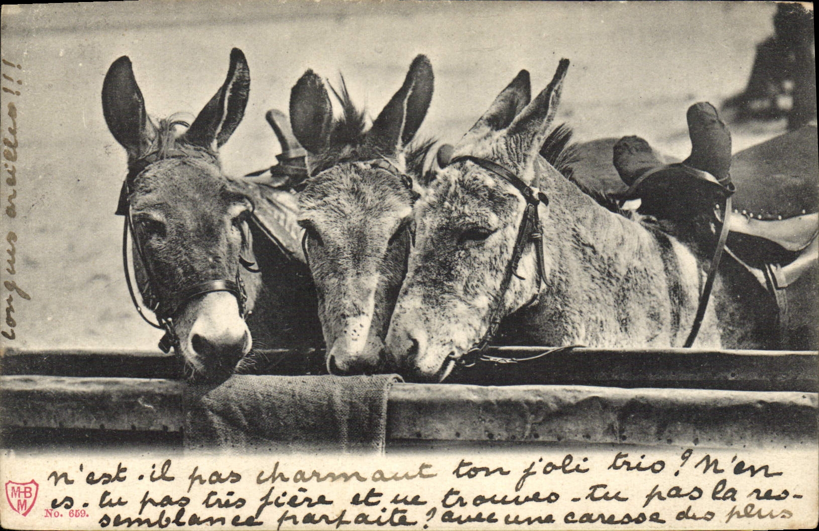 CPA Ane Mule 