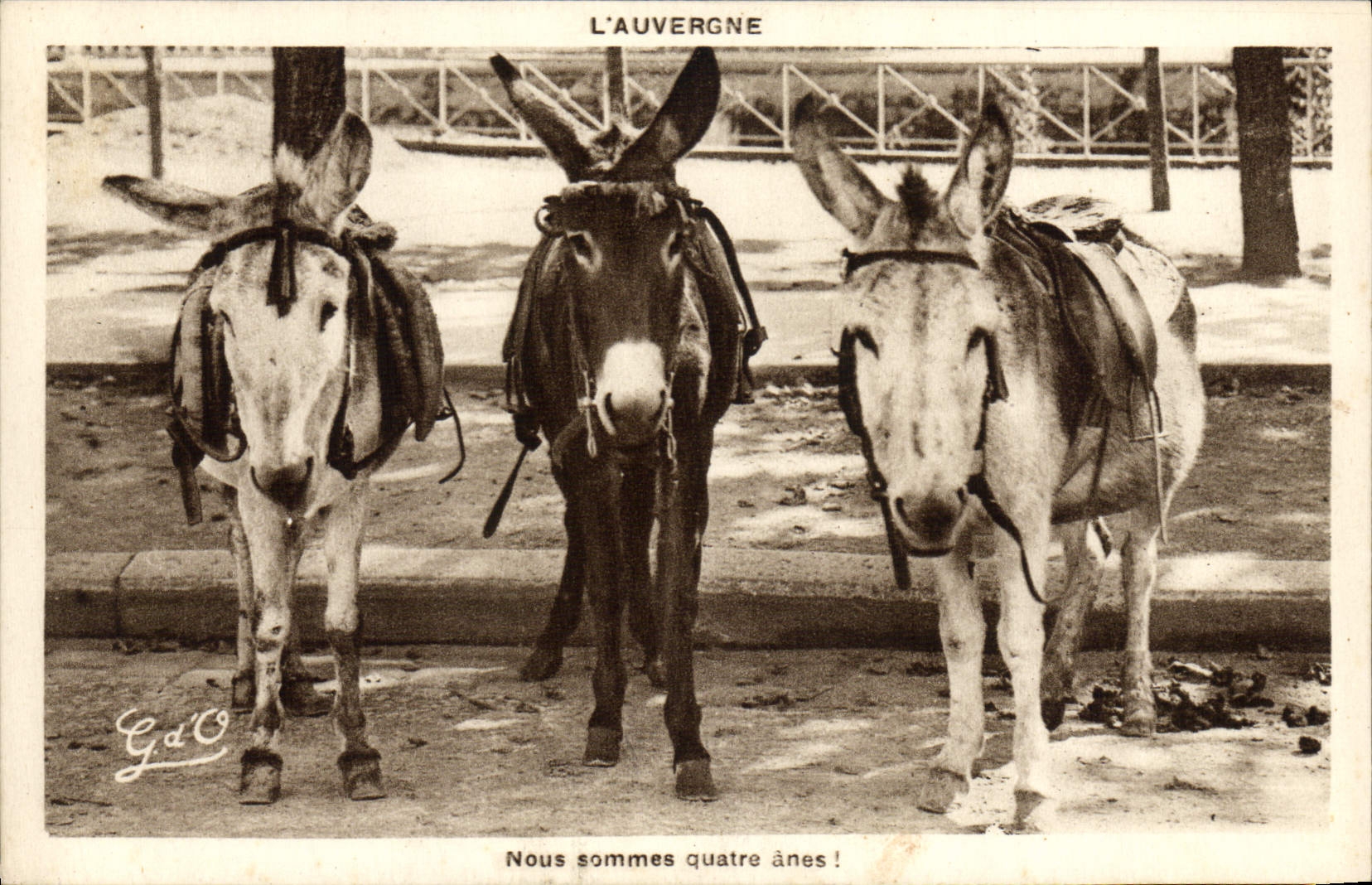 CPA Ane Mule L'Auvergne Nous sommes quatre anes !