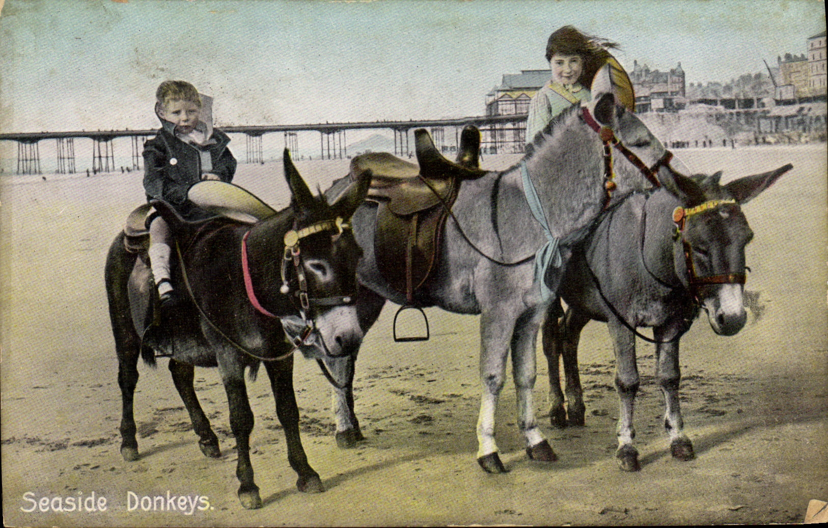 CPA Ane Mule Seaside donkeys 