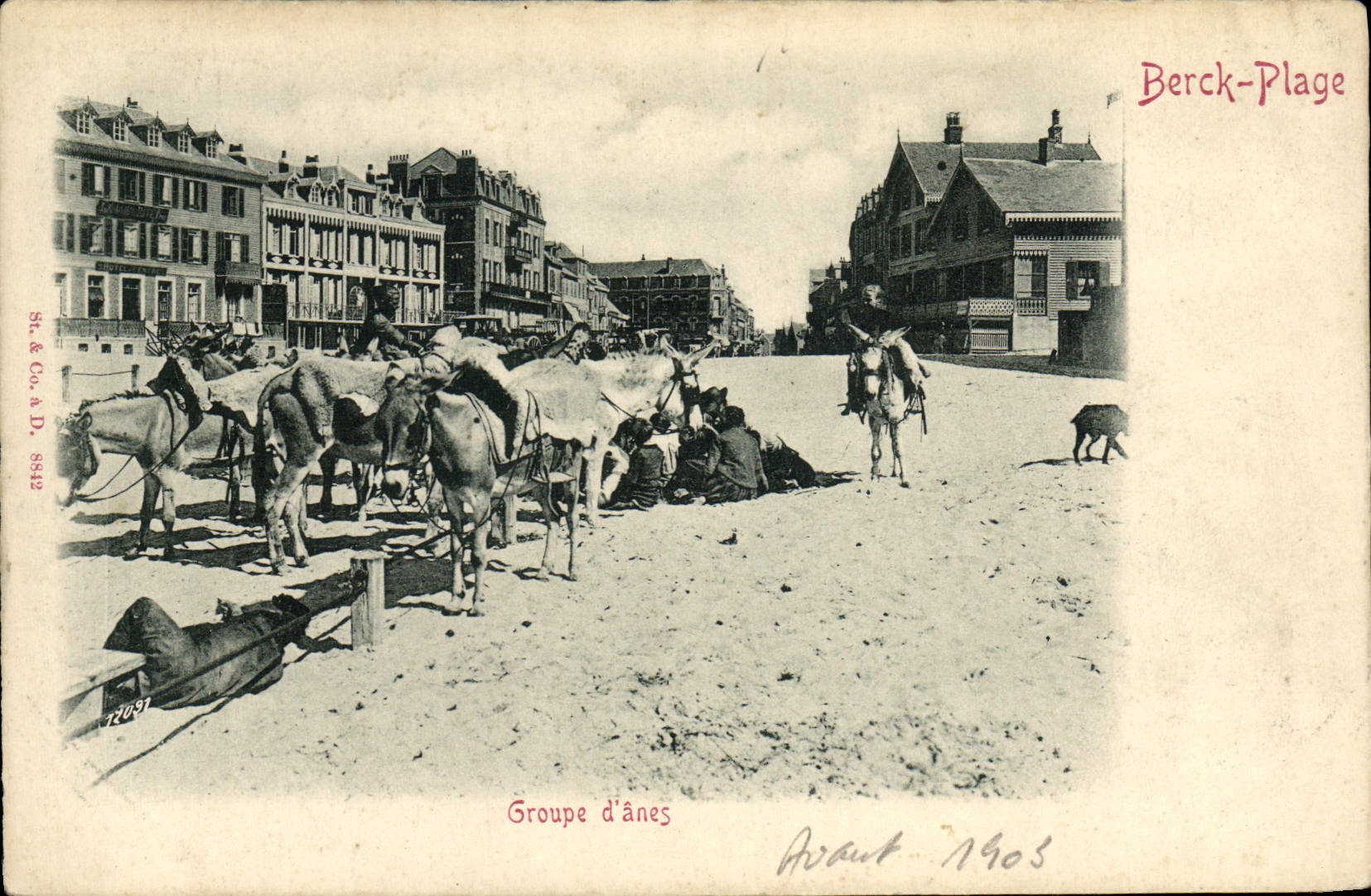 CPA Ane Mule Berck plage Groupe d'anes 