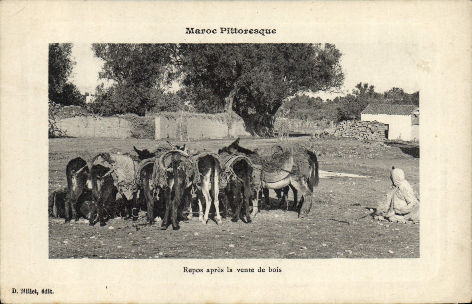 CPA Ane Mule Maroc Repos apres la venue de bois