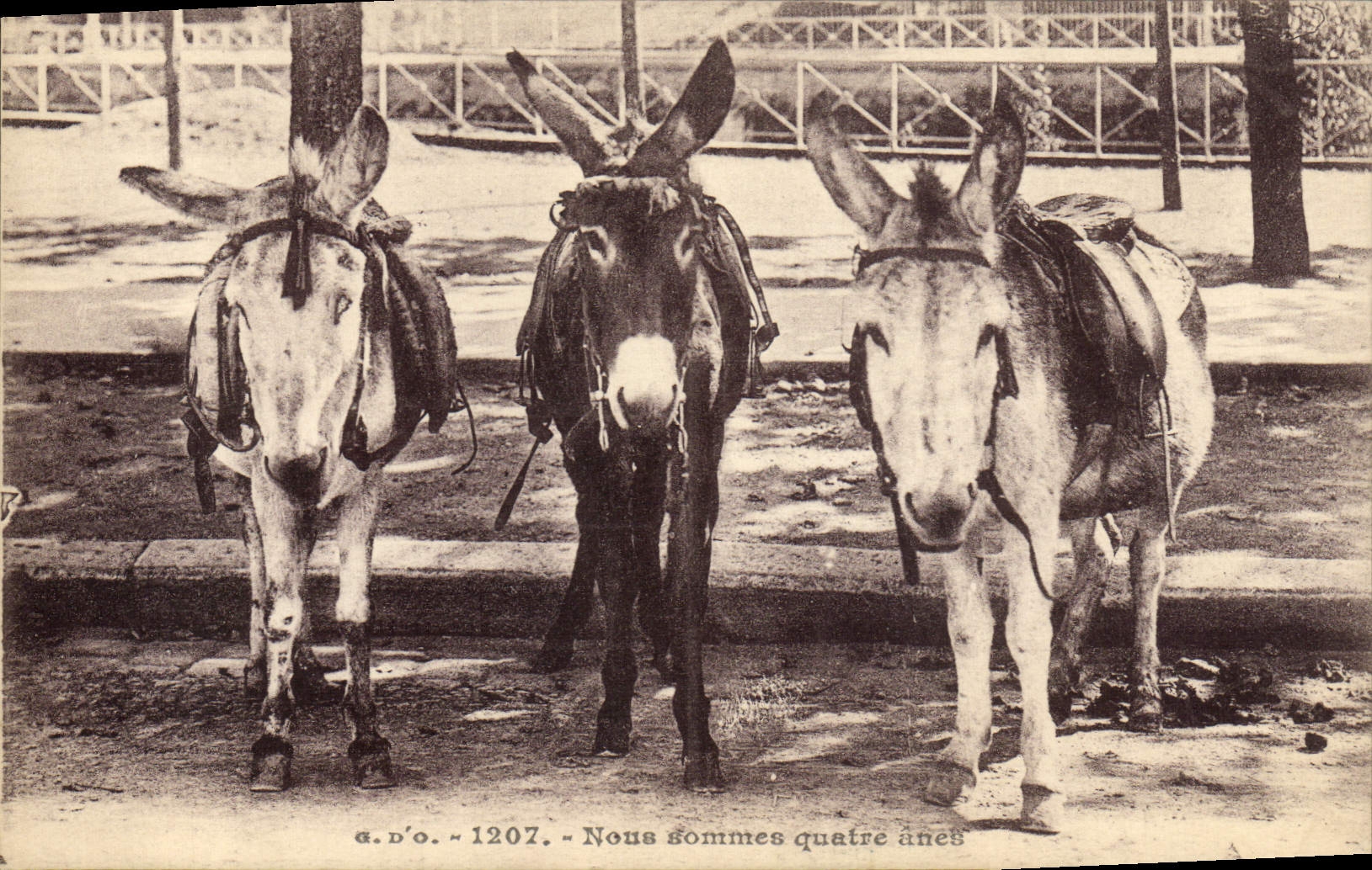 CPA Ane Mule Nous sommes quatre anes