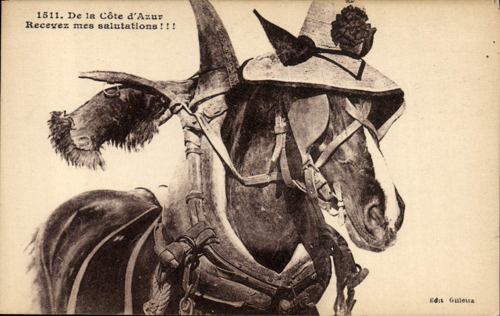 CPA Ane Mule Cote d'Azur