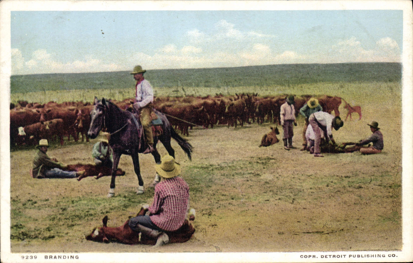 Vacas de marcado en caliente del vaquero de la POSTAL de la VENDIMIA