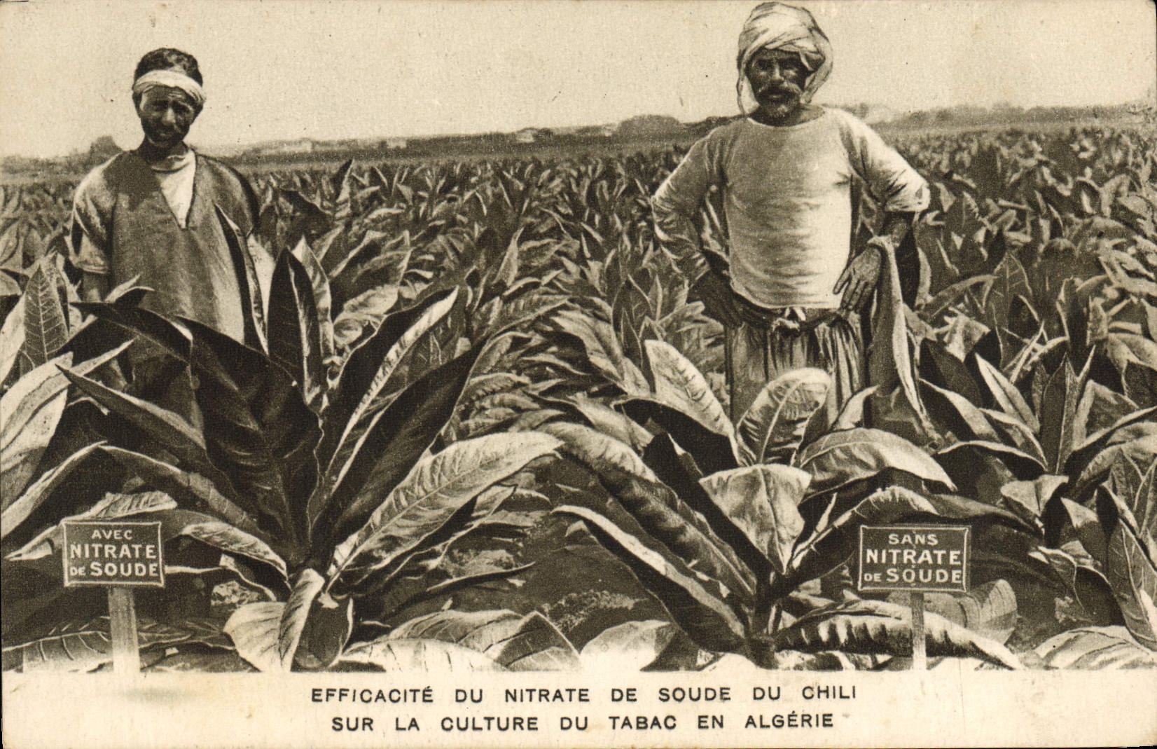 VINTAGE POSTCARD Effectiveness of soda nitrate of Chile on the culture of the tobacco in Algeria