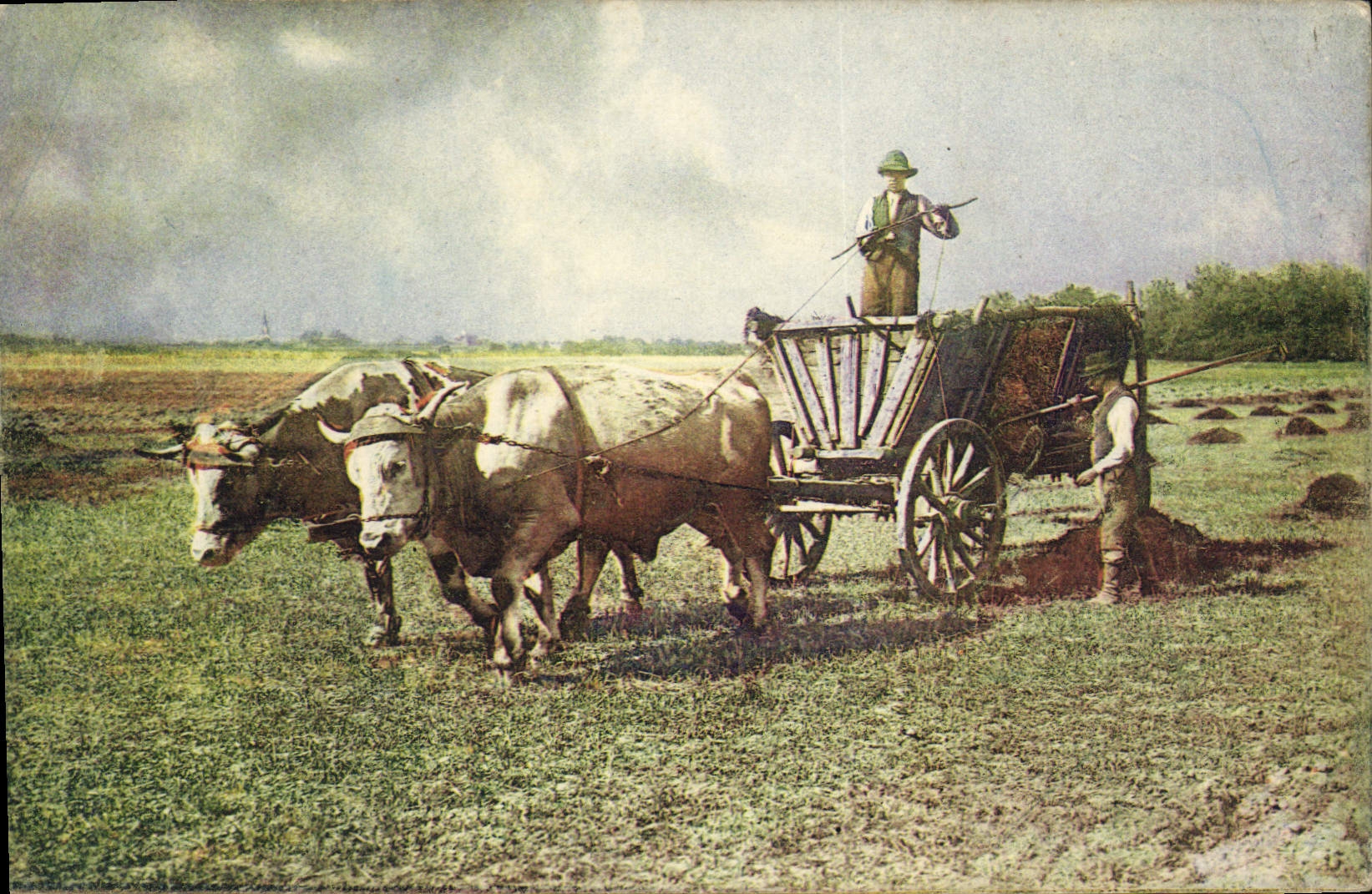CPA Folklore Attelage Boeufs 