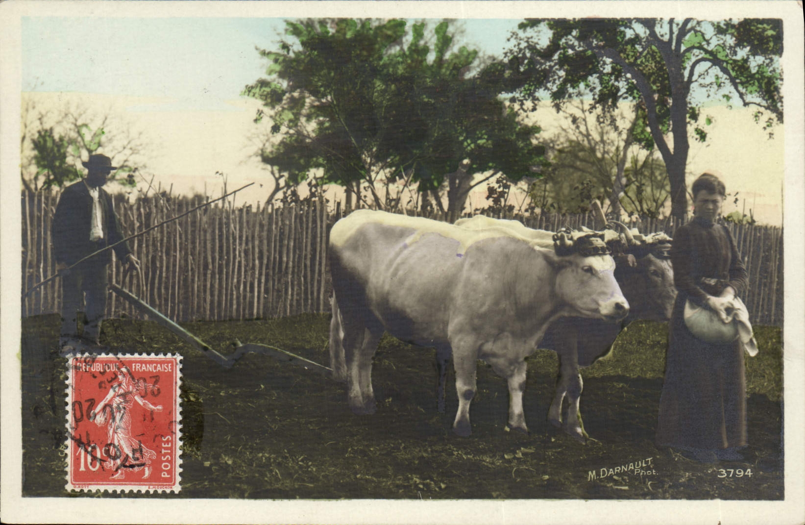 CPA Folklore Labour Boeufs 