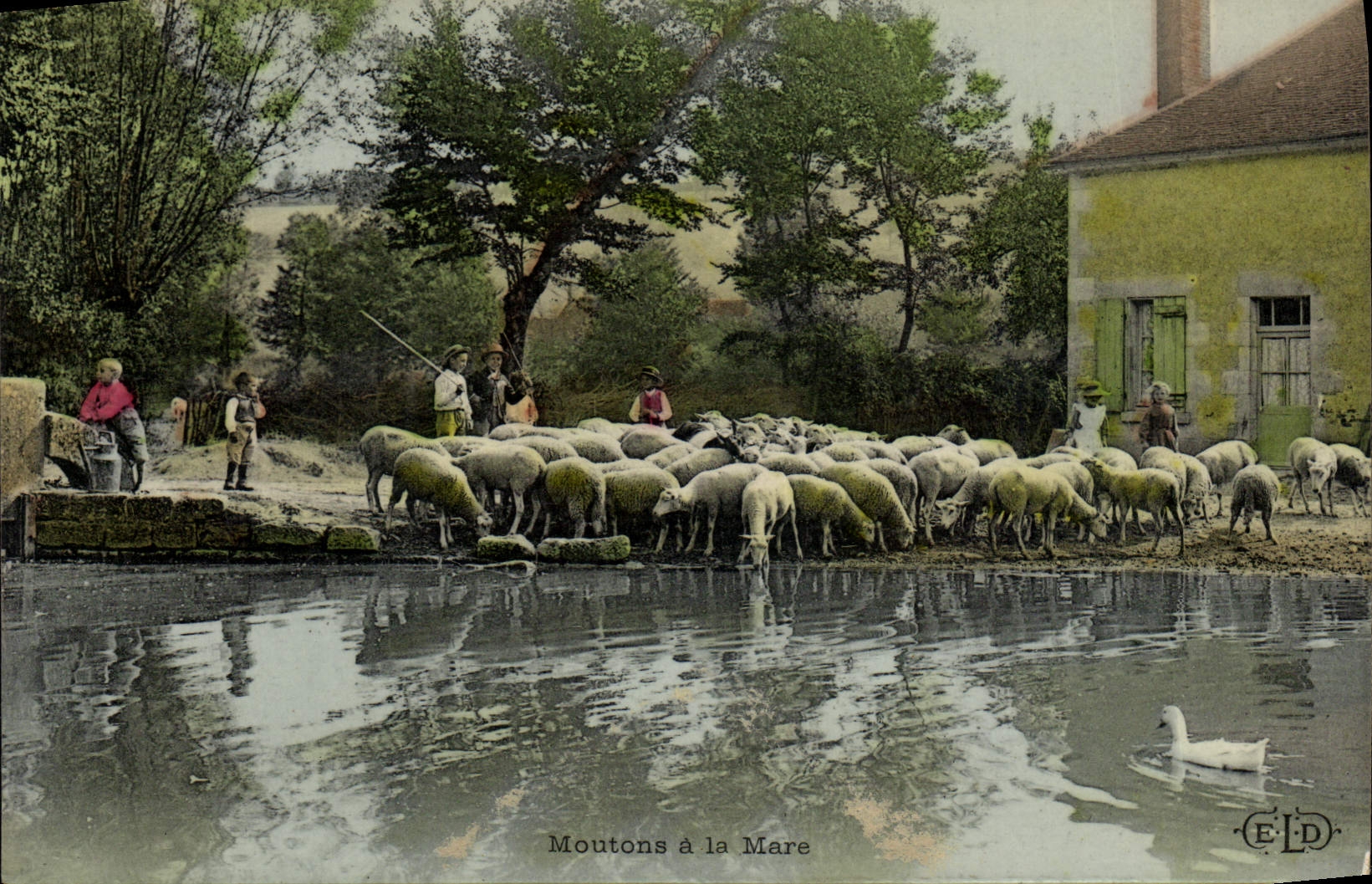 Ovejas del folklore de la POSTAL de la VENDIMIA con la charca