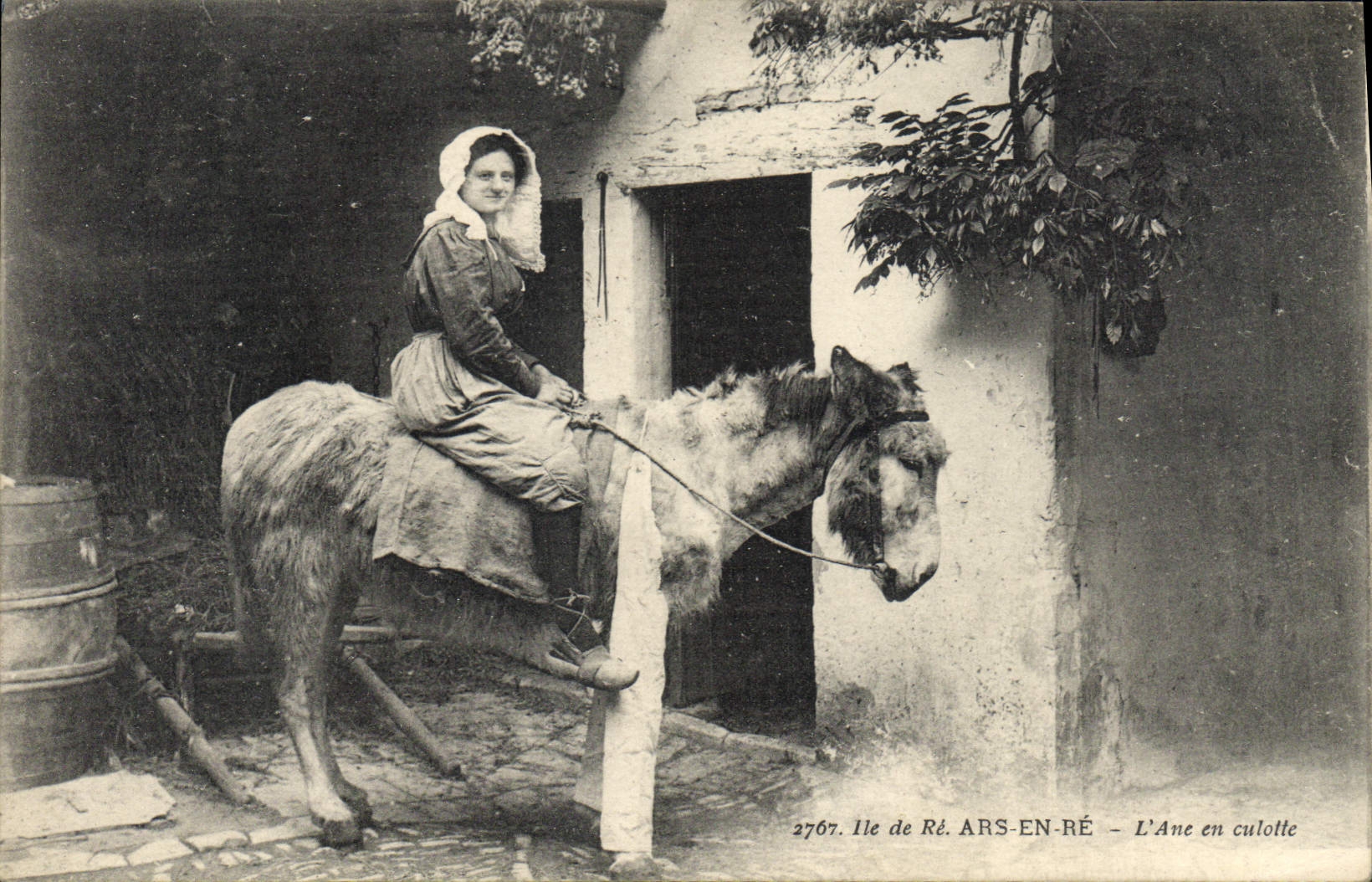VINTAGE POSTCARD Ass Mule Ars Ile de Ré out of Re the ass in breeches