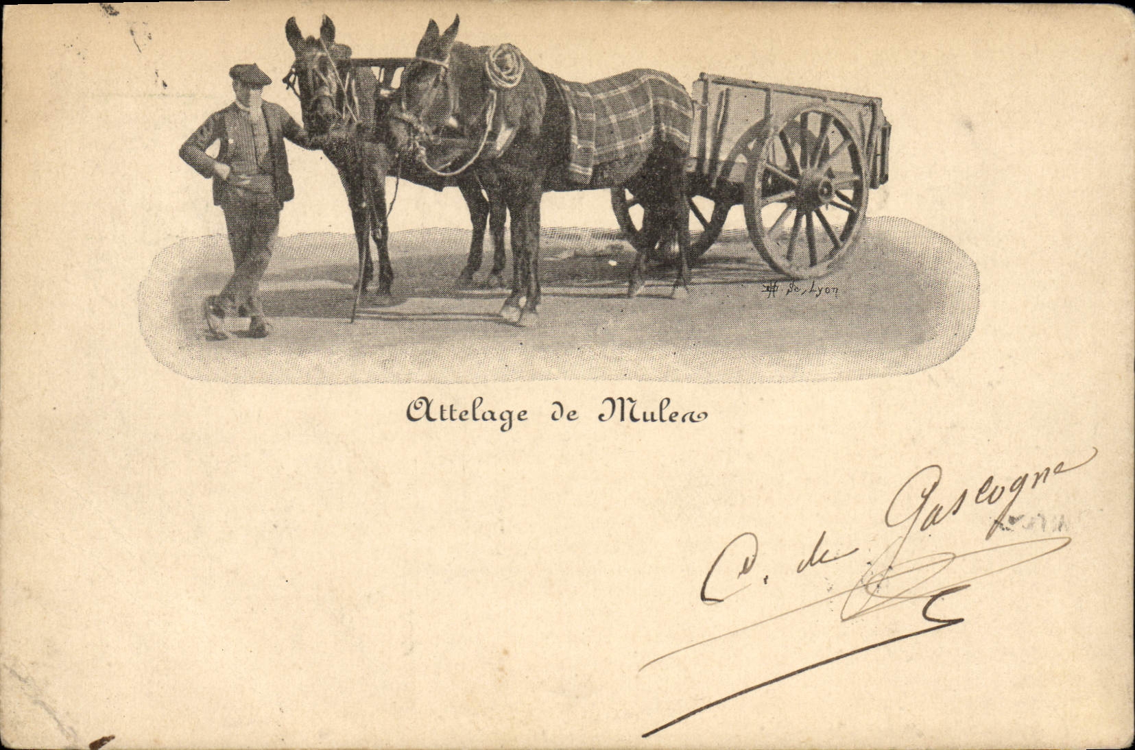 CPA Ane Mule Attelage de Mule