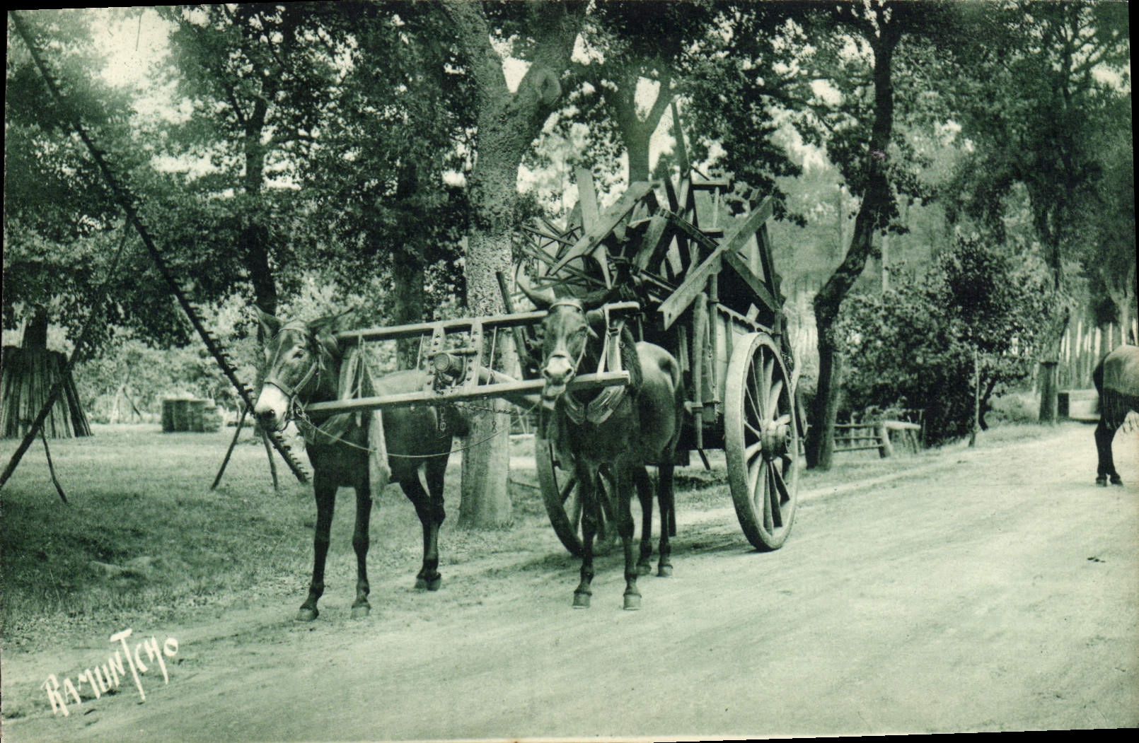 CPA Ane Mule Attelage landais 