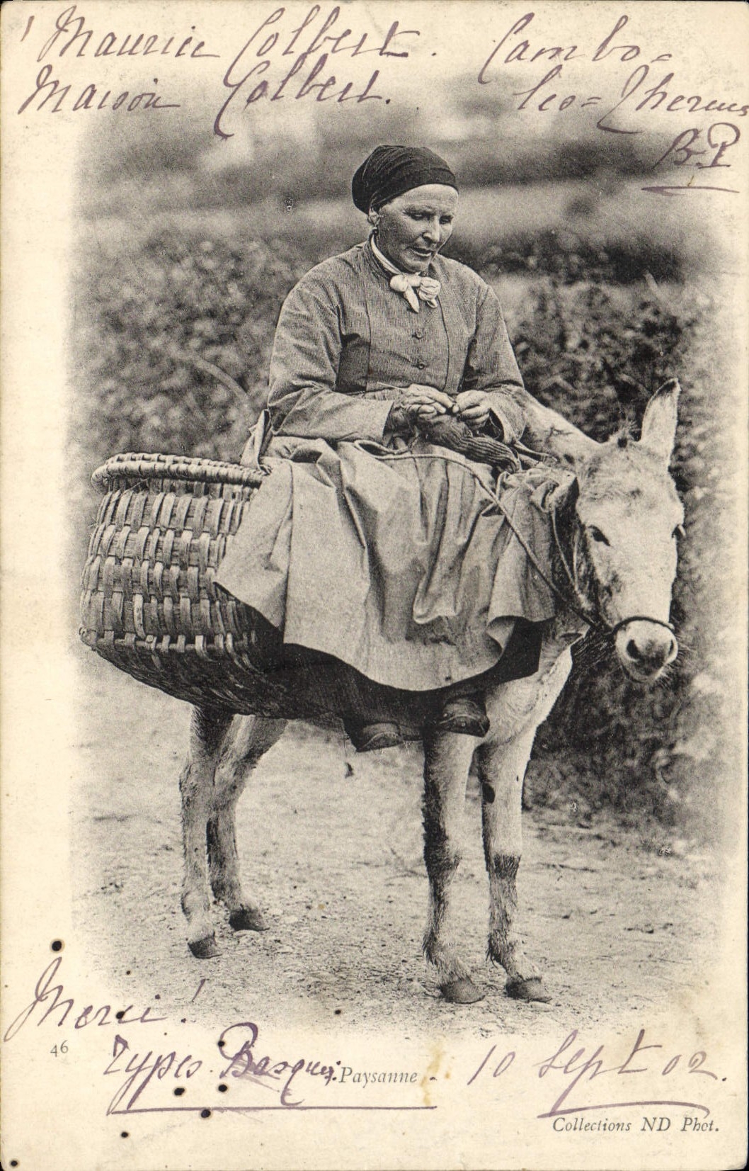 VINTAGE POSTCARD Ass Peasant Mule