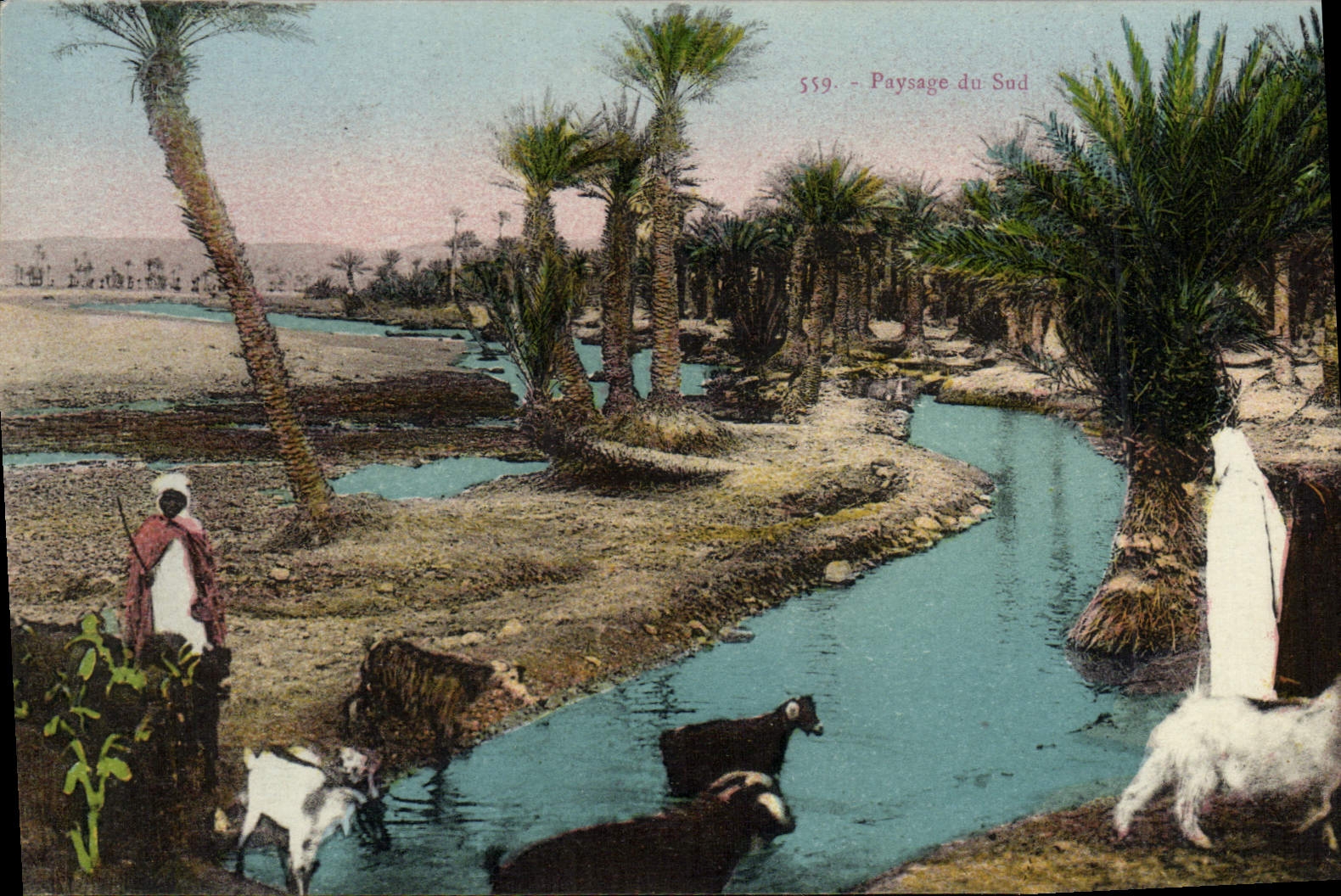 VINTAGE POSTCARD Goat Landscape of the South