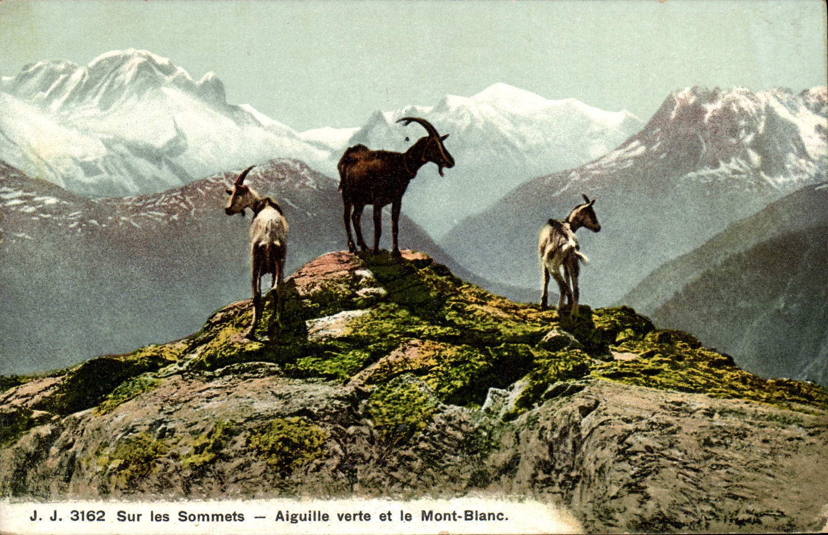 CPA Chevre Sur les sommets Aiguille verte et le Mont Blanc
