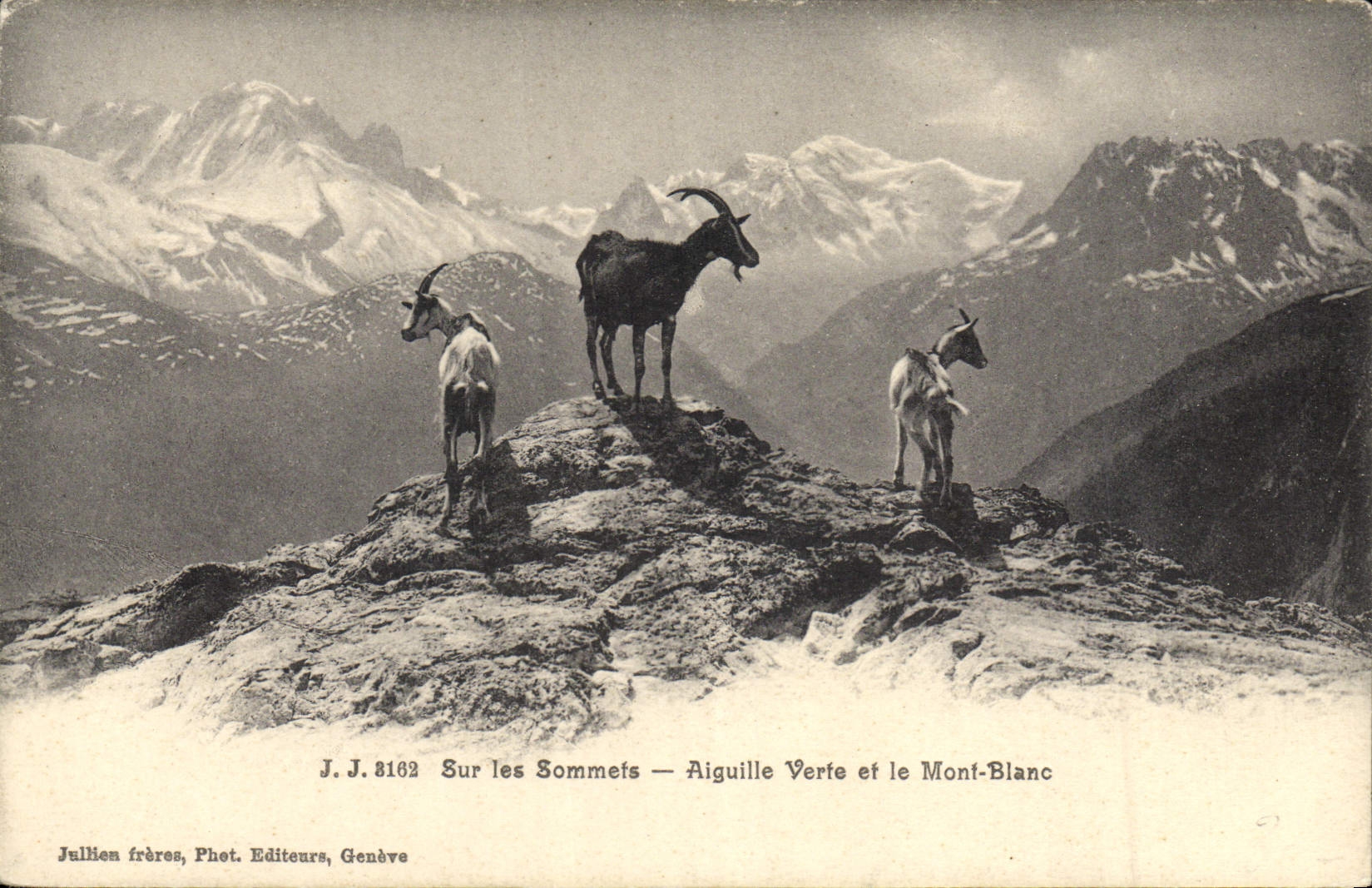 CPA Chevre Sur les sommets Aiguille verte et le Mont Blanc