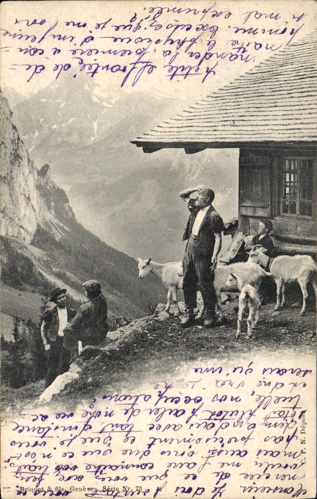 VINTAGE POSTCARD Goat Mountain pastures