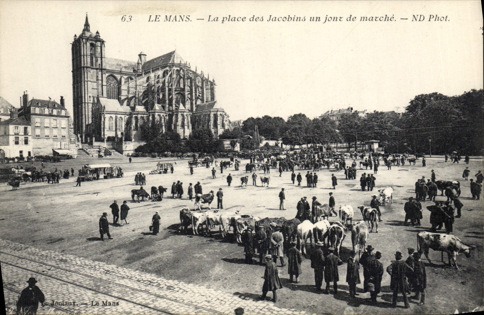 CPA Le Mans La place des Jacobins un jour de marche Vaches TOP