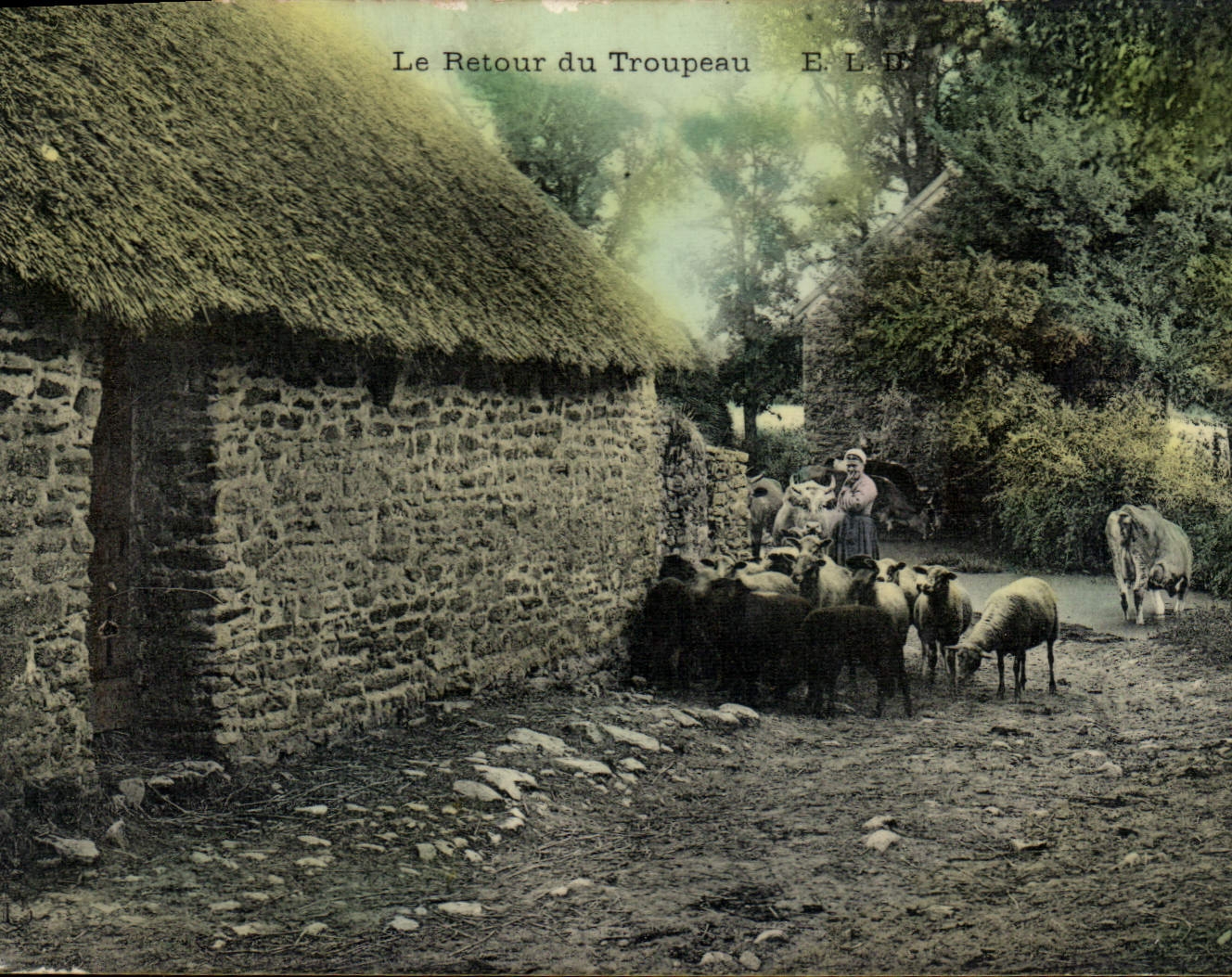 CPA Folklore Le retour du troupeau Moutons