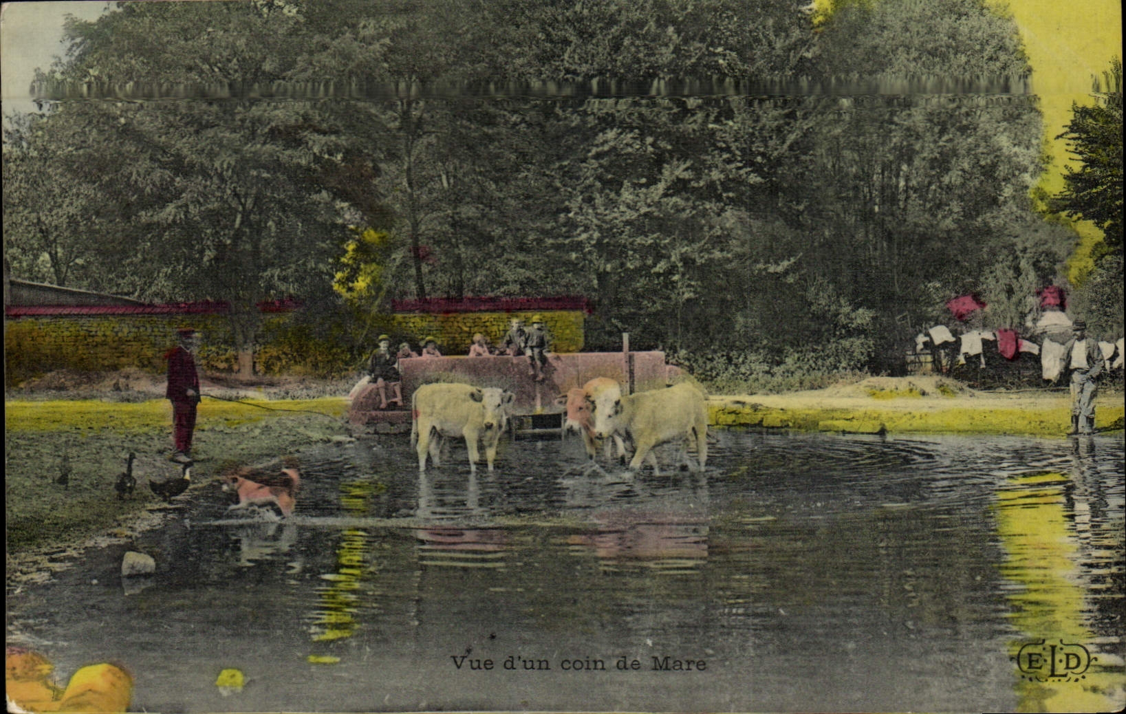 CPA Folklore Vue d'un coin de mare Boeufs 