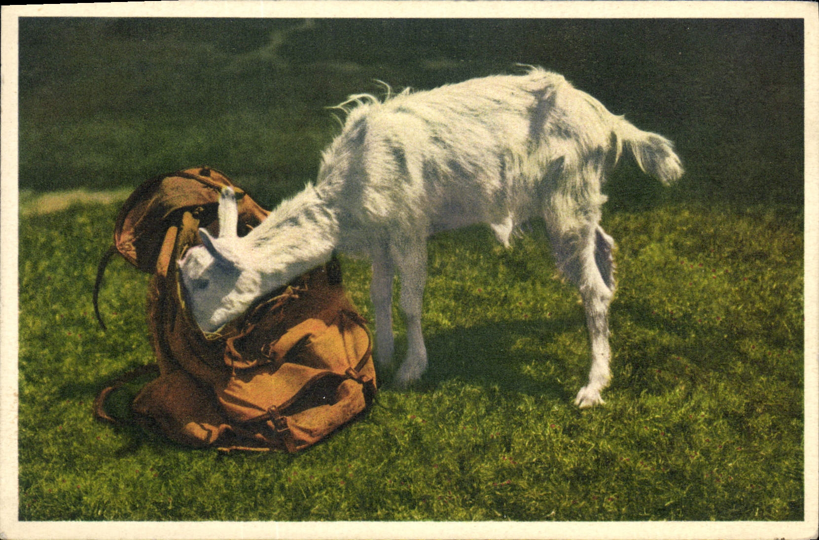 VINTAGE POSTCARD Chevrau Goat