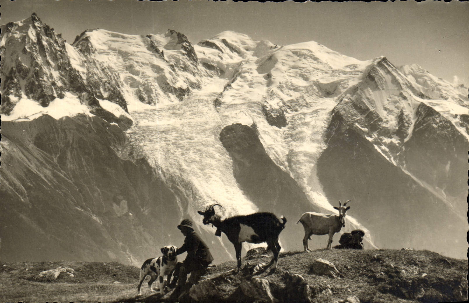 VINTAGE POSTCARD Goat Chamonix Dog