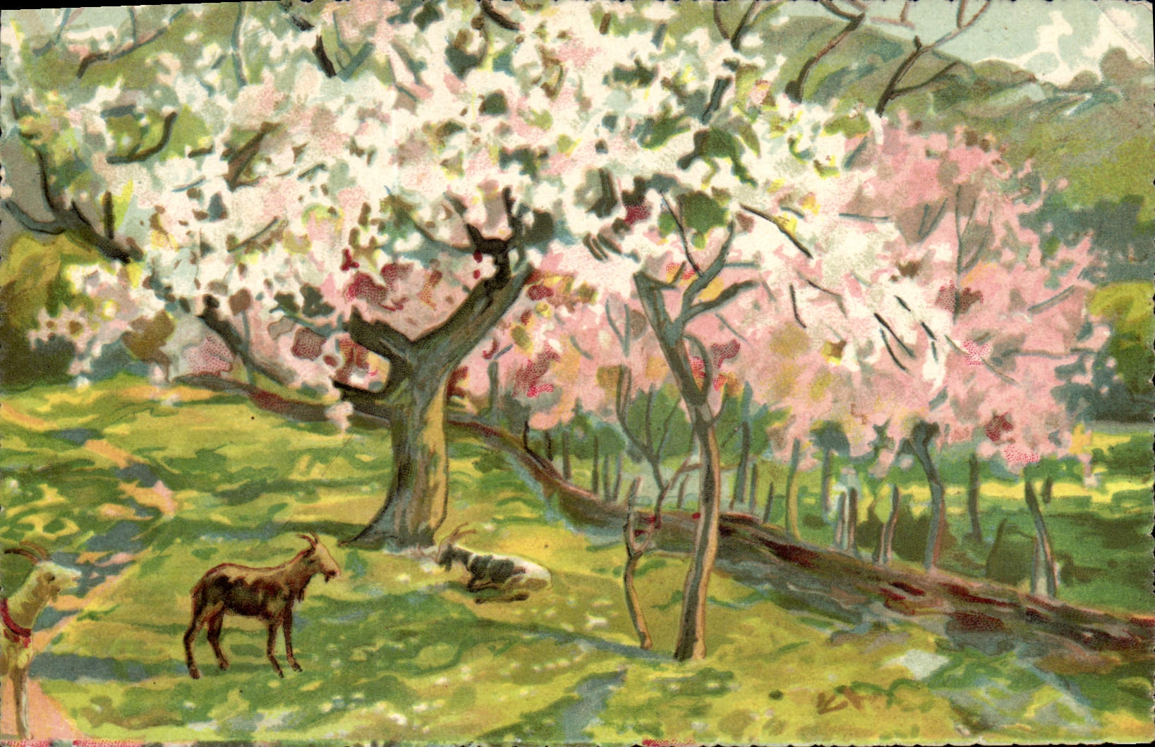 CPA Chevre 