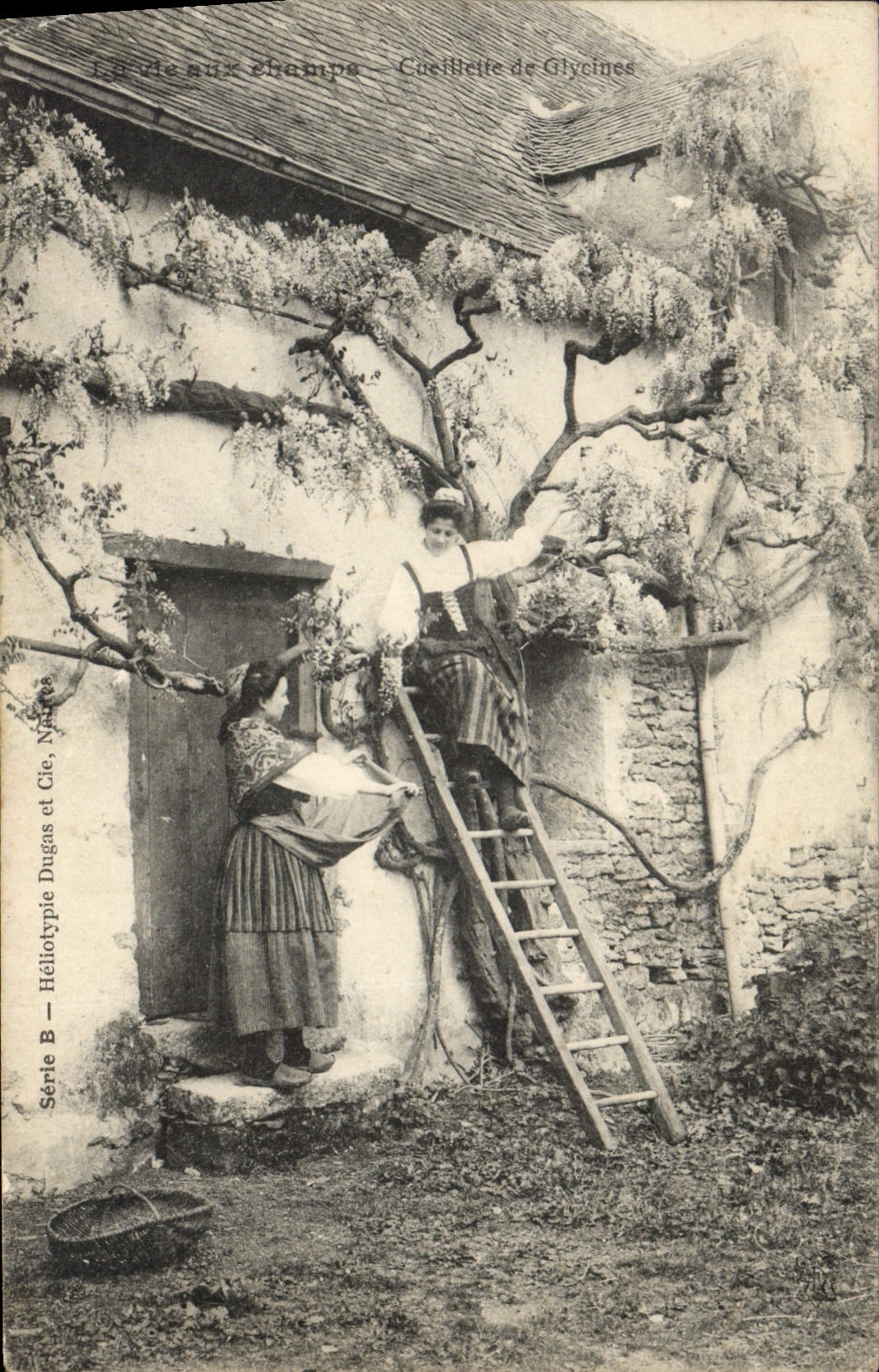 CPA Folklore La vie aux champs Cueillette de glycines 