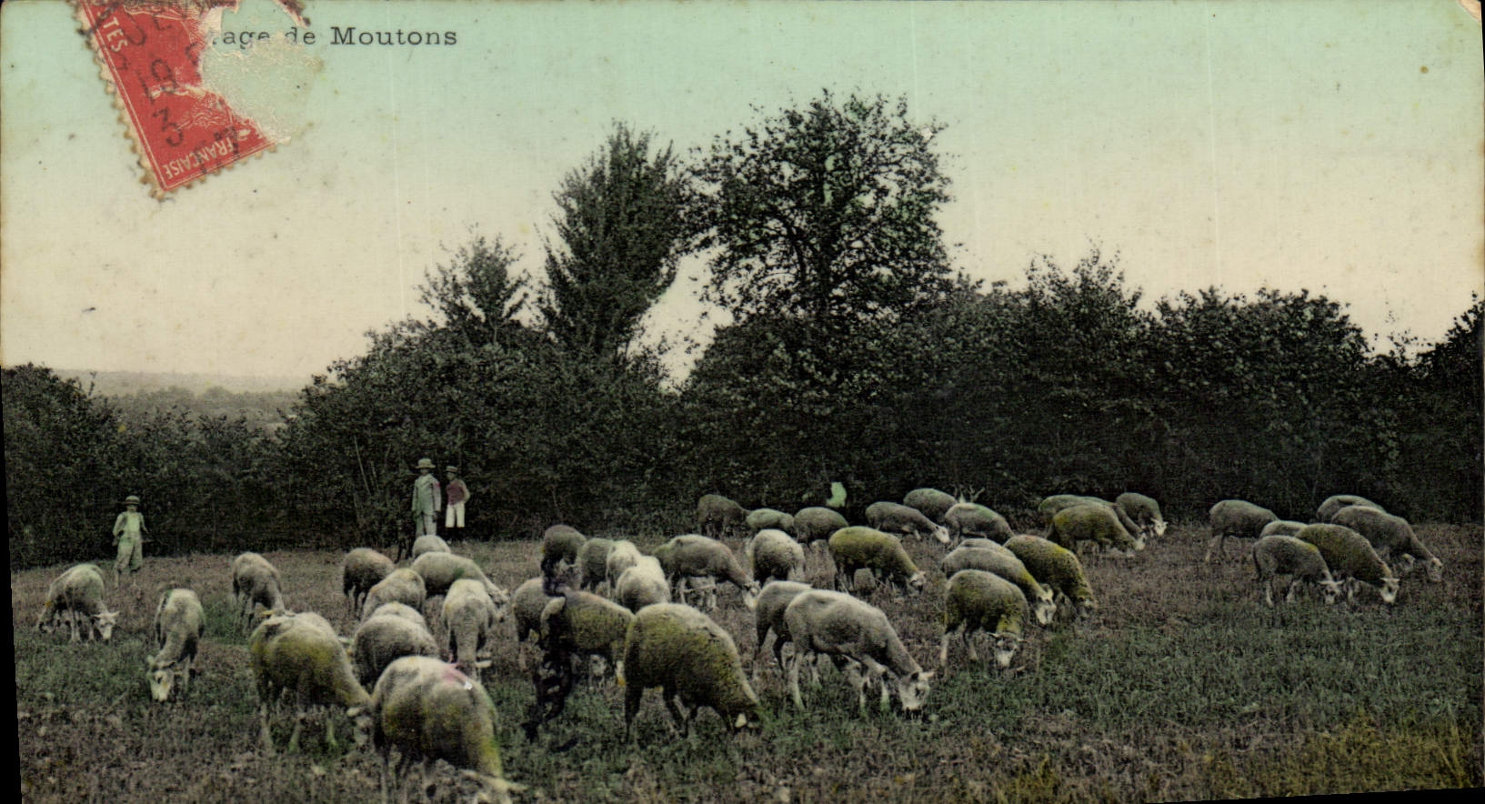 VINTAGE POSTCARD Folklore Breeding of sheep