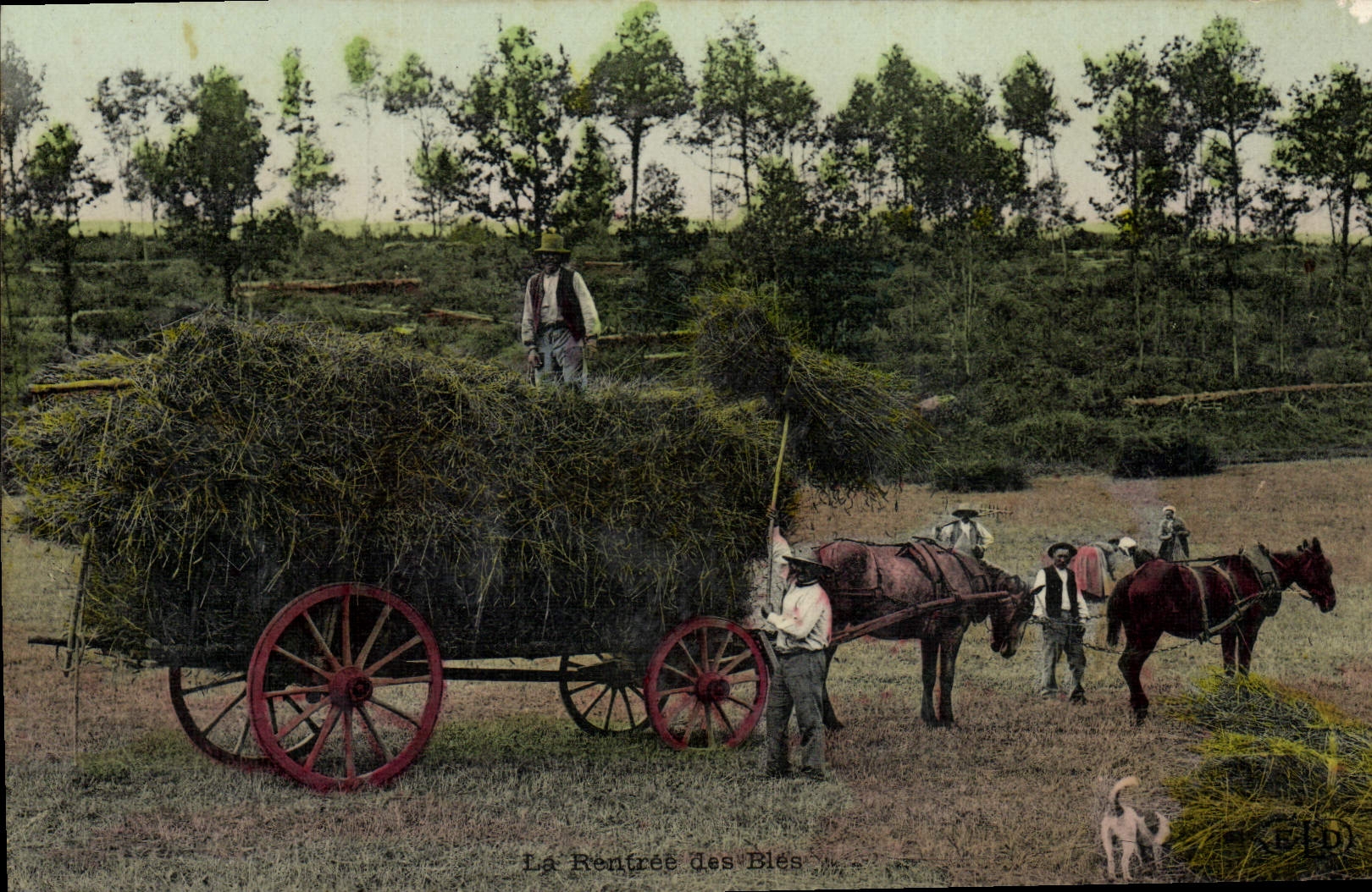 CPA Folklore La rentree des bles Attelage Chevaux