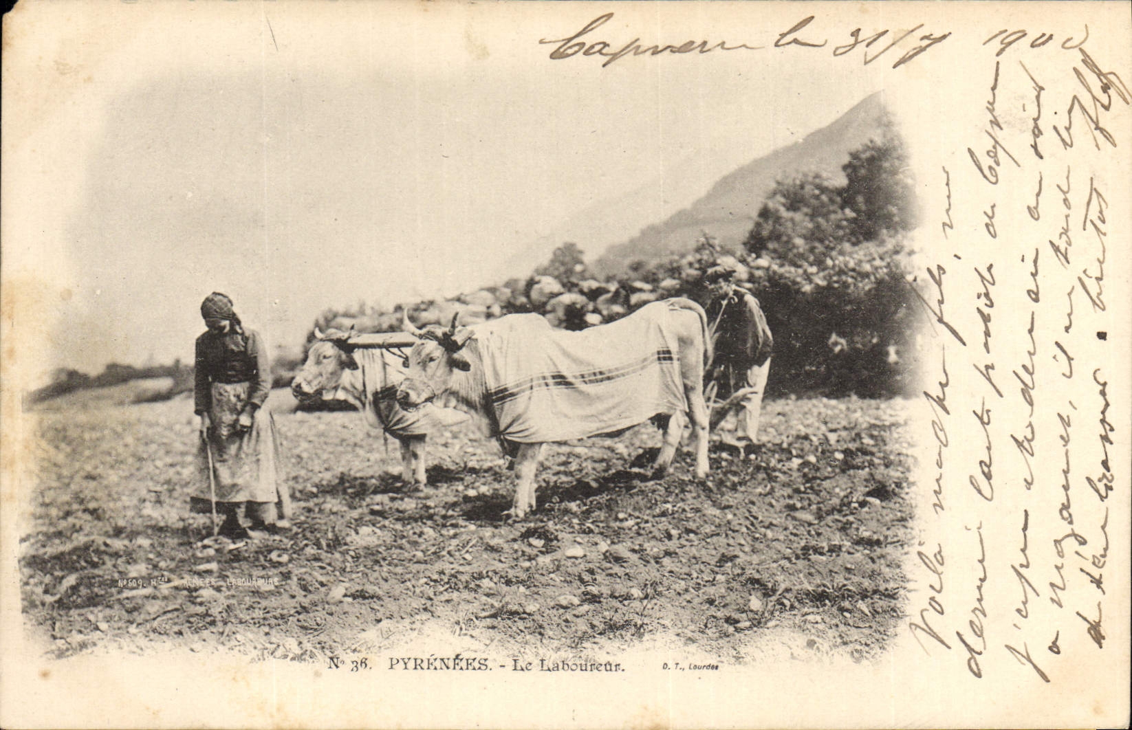 VINTAGE POSTCARD Pyrenees Folklore the plowman Oxen