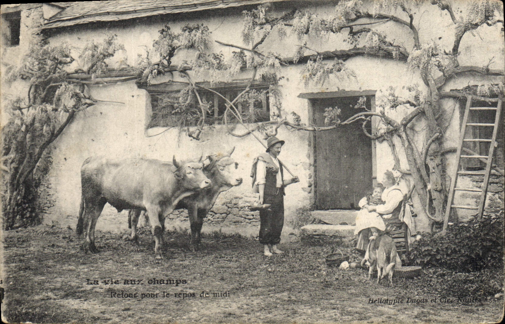 CPA Folklore Retour pour le repos de midi Attelage Boeufs