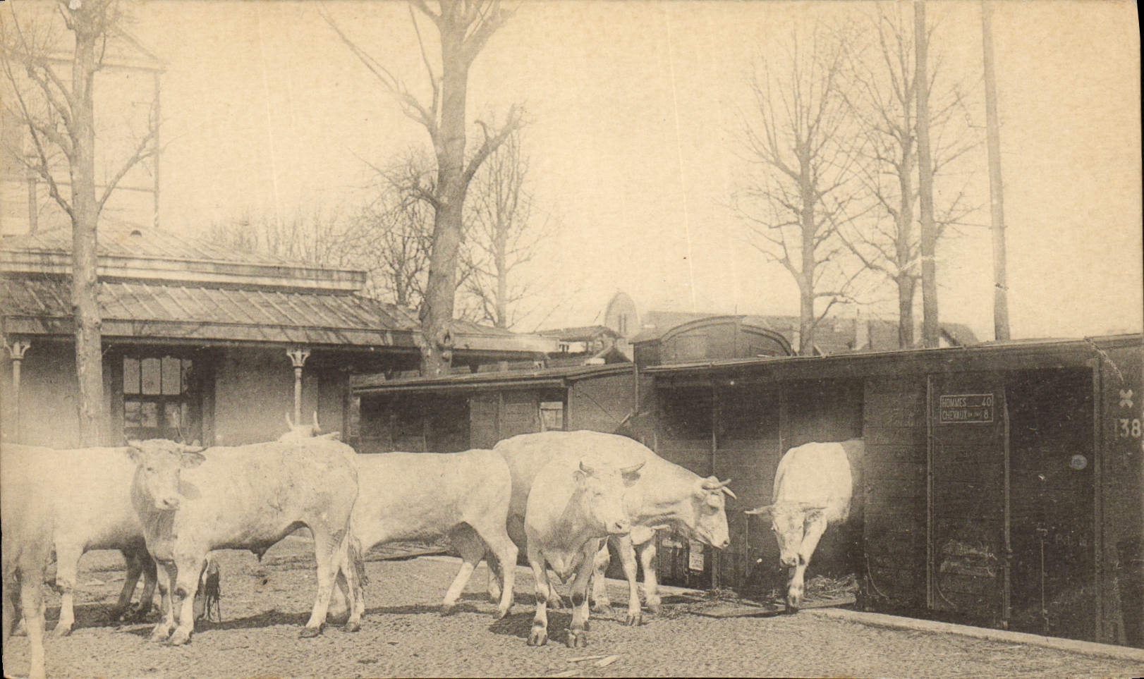 Real photo Cows Oxen Train