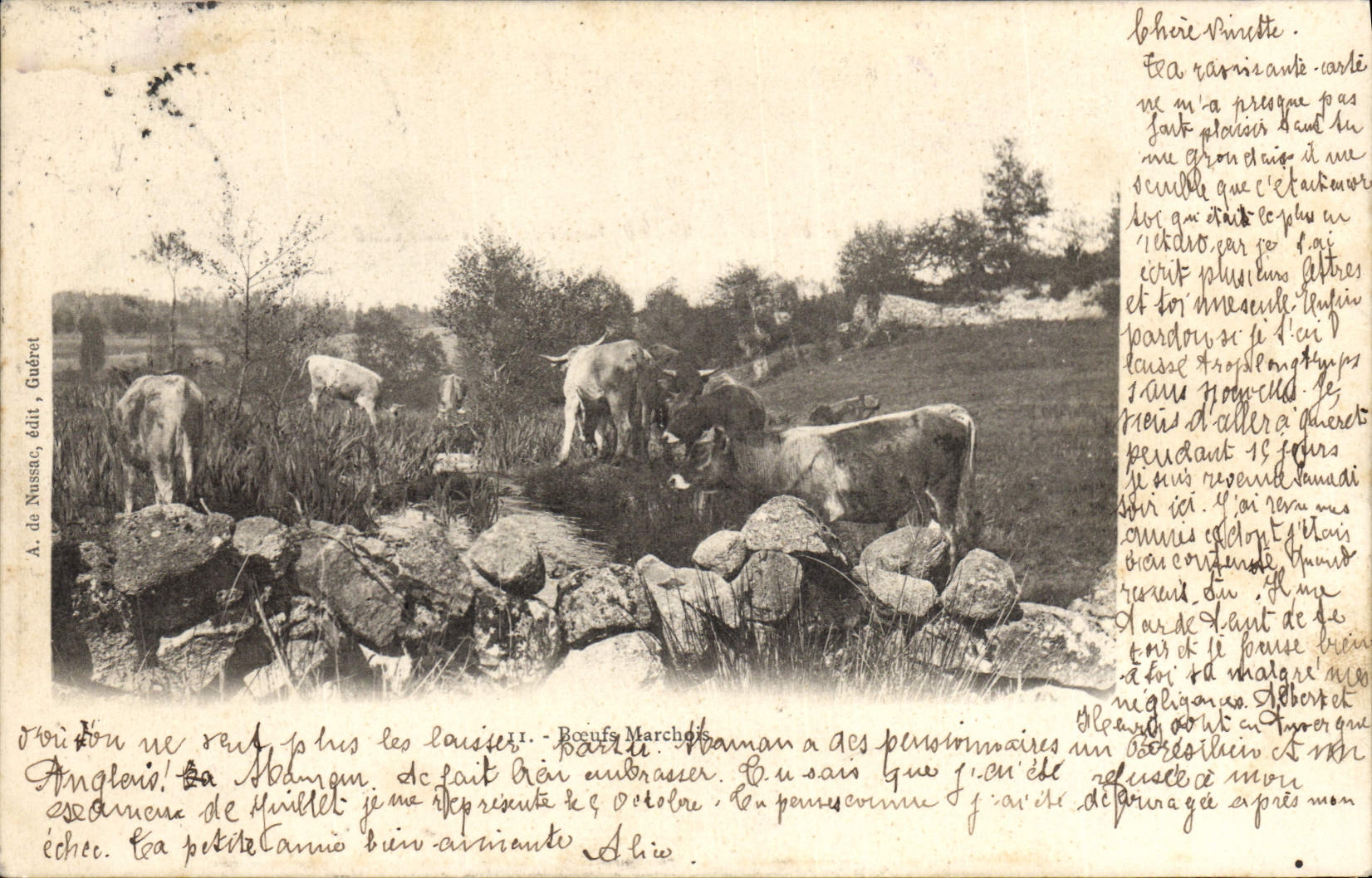 VINTAGE POSTCARD Folklore Marchois Oxen