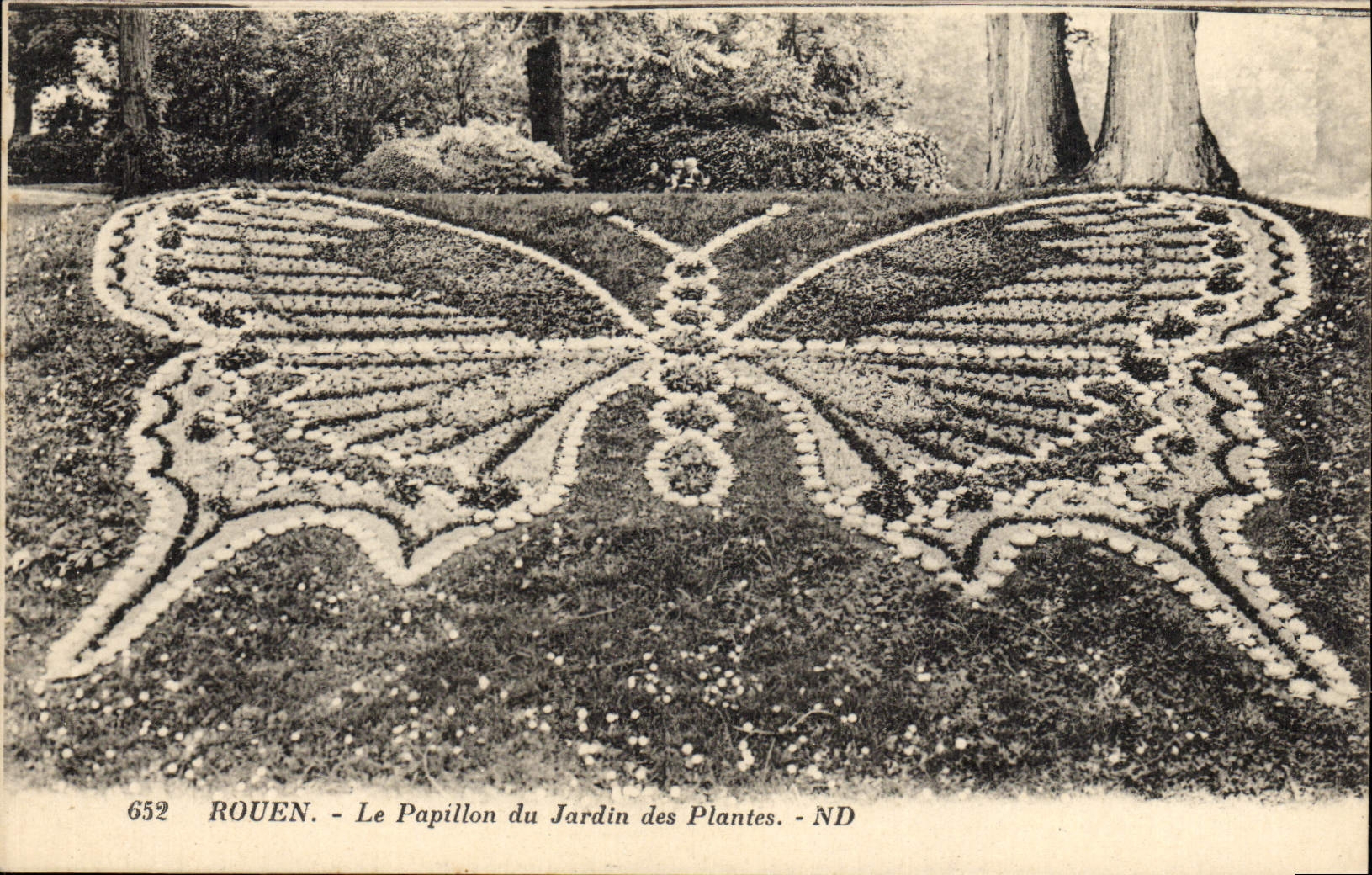 CPA Papillon Rouen Le papillon du jardin des plantes
