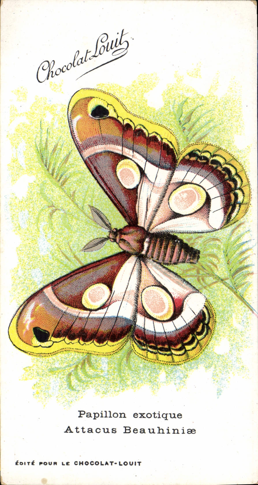 CPA Papillon exotique Attacus Beauhiniae Chocolat Louit