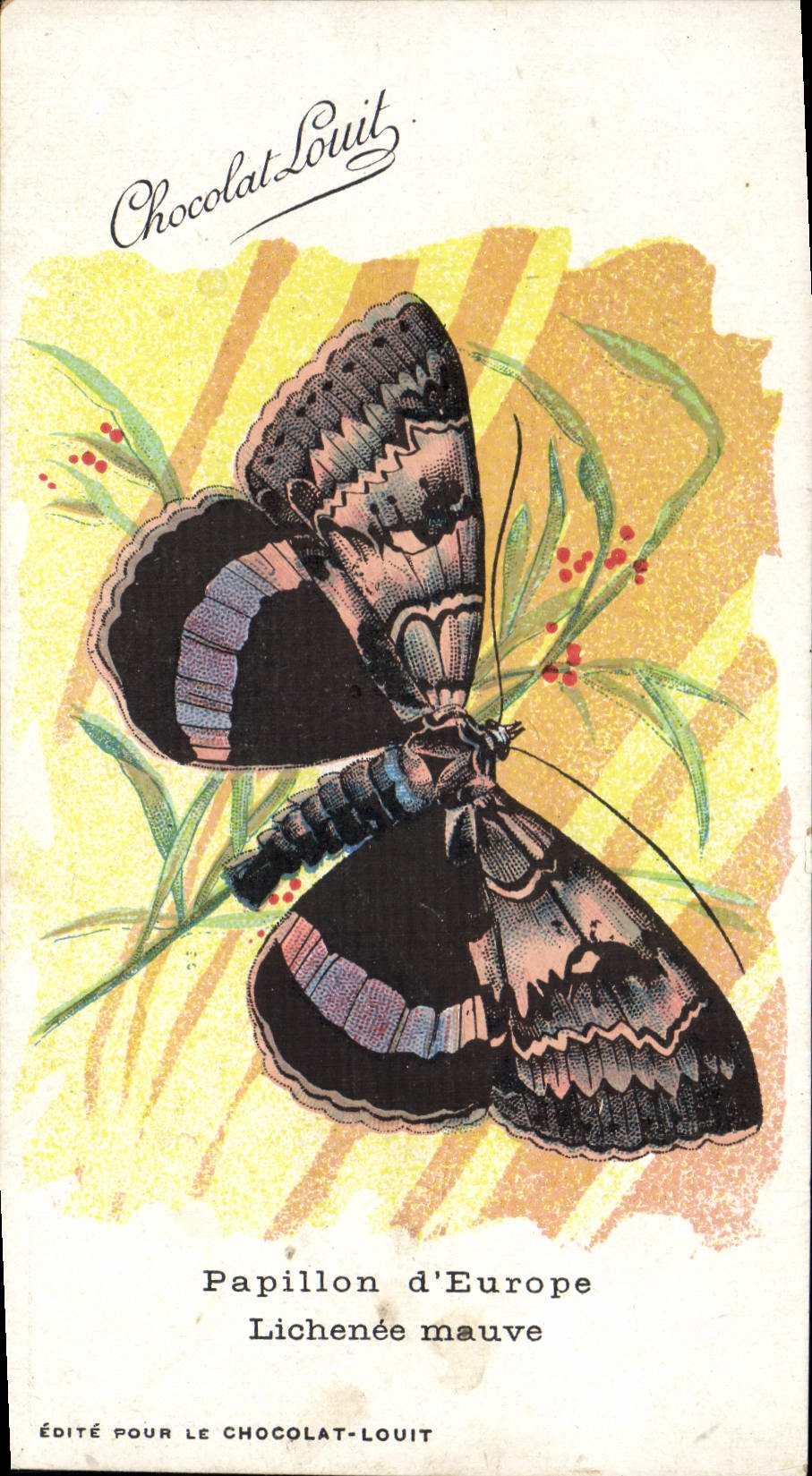 CPA Papillon d'Europe Lichenee mauve Chocolat Louit