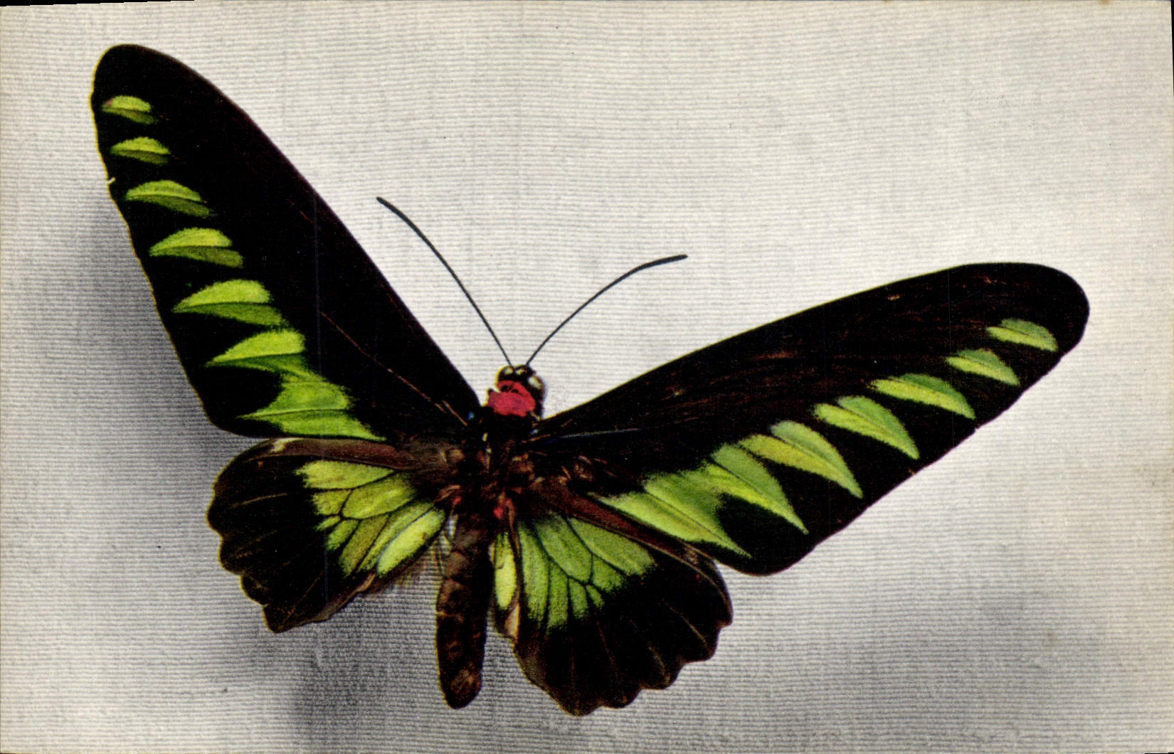 CPA Papillon Ornithoptera Brookeana 