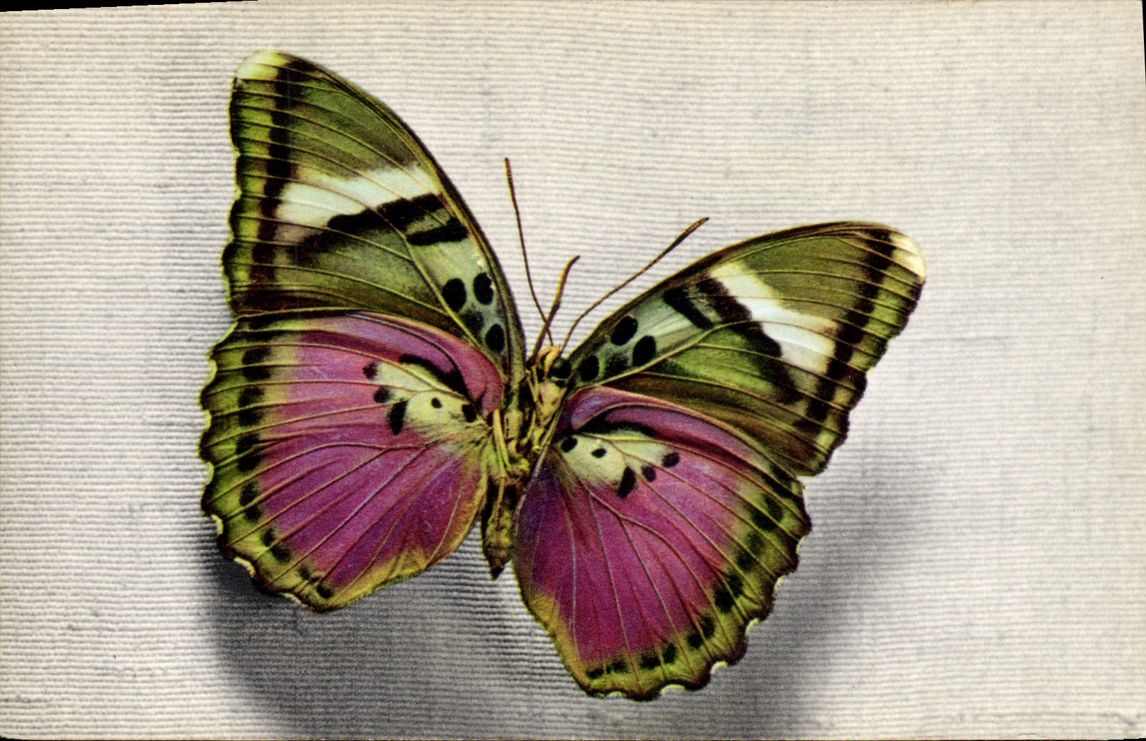 CPA Papillon Cethosia Tonkin Indochine Vietnam