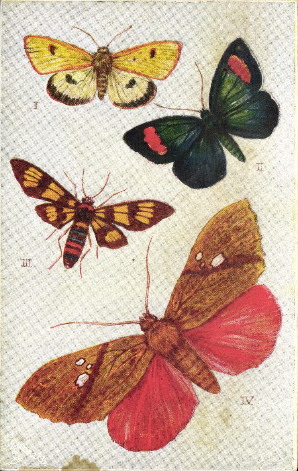 Las polillas extranjeras Diacrisia Sannio Euchromia Sangala Gloriosa Siamensis Miniodes de la mariposa de la POSTAL de la VENDIMIA se descoloran