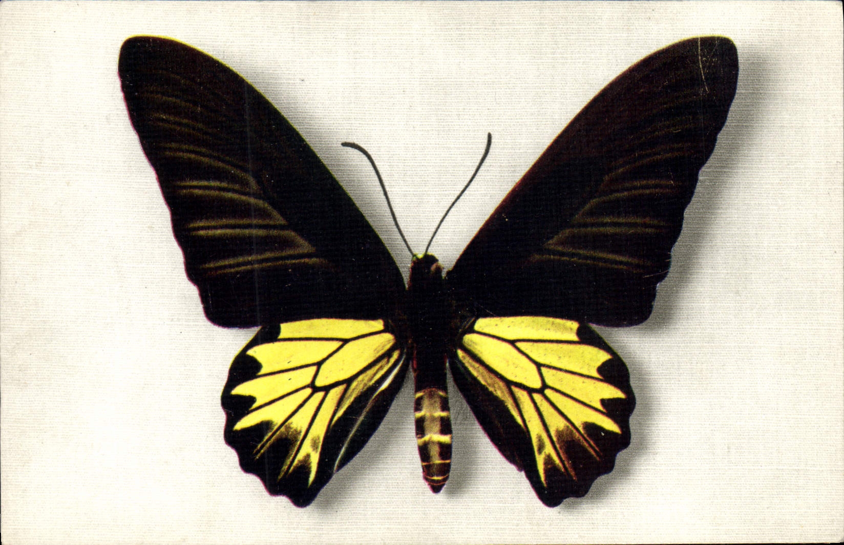 CPA Papillon Papilio Aecus Kaguya Formose Chine China