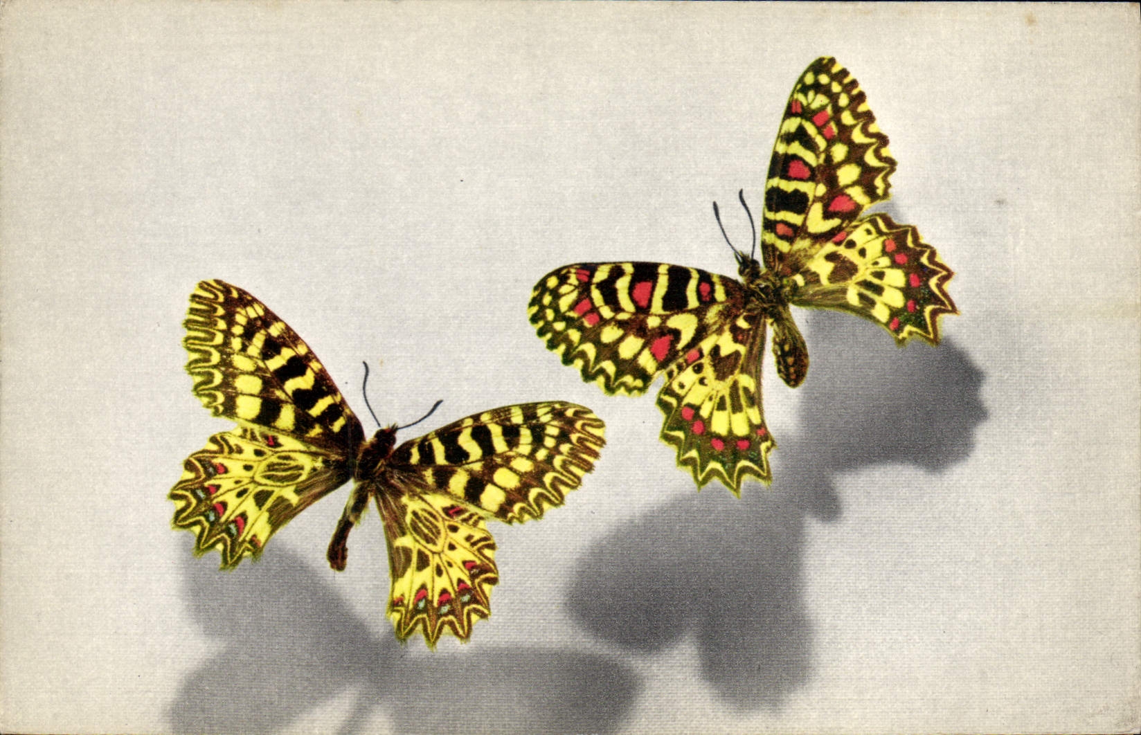 CPA Papillon Thais Zerynthia Polyxena Creusa Medesicaste