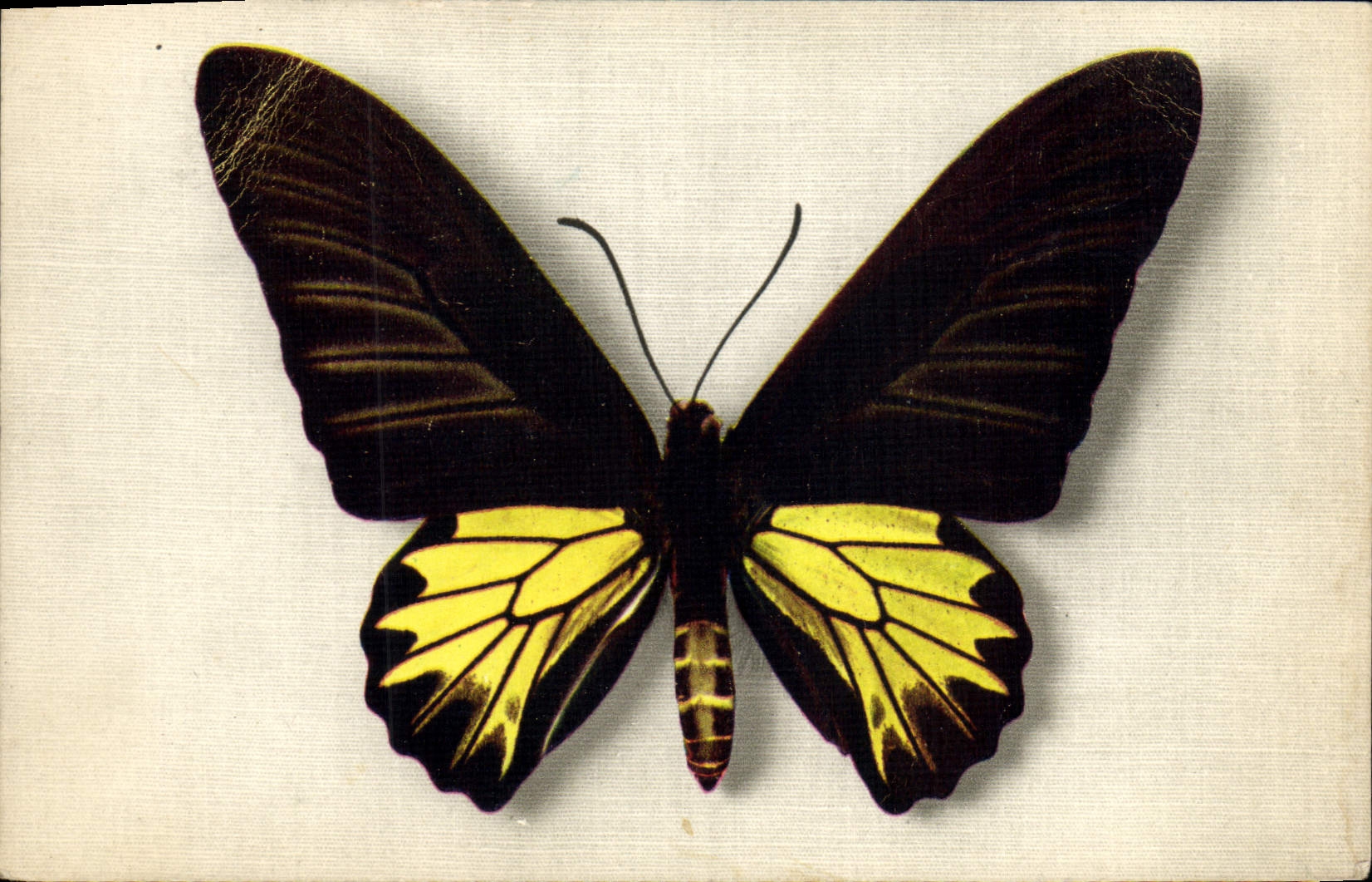 CPA Papillon Papilio Aecus Kaguya Formose Chine China