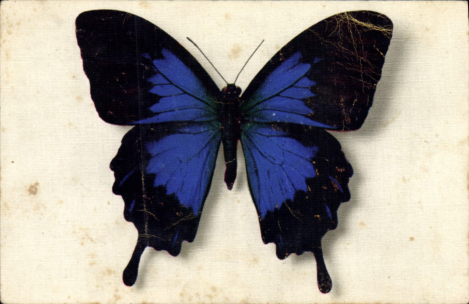 VINTAGE POSTCARD Butterfly Papilio Tlegonus Java