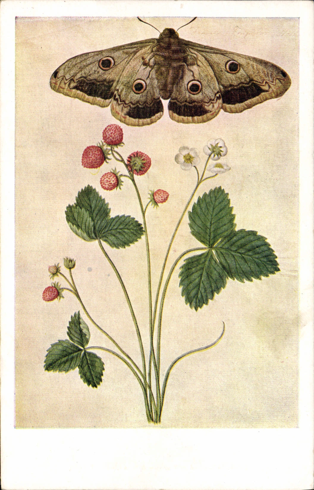 VINTAGE POSTCARD Jacques Butterfly Moyne Victoria and Albert Museum