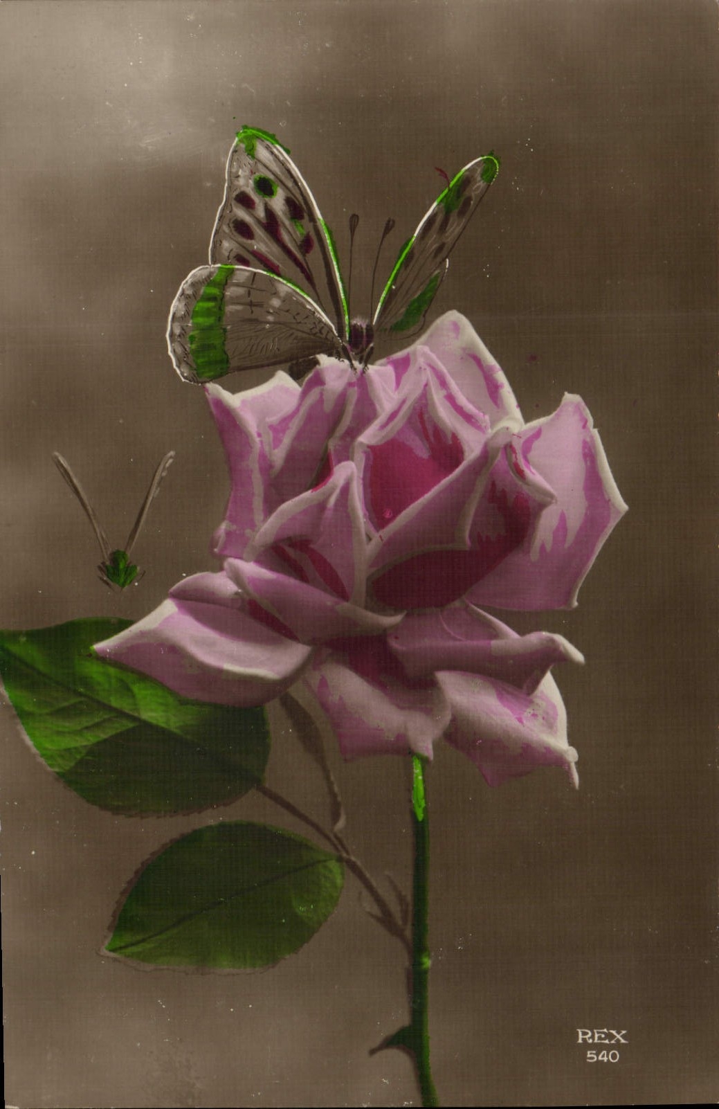 VINTAGE POSTCARD Butterfly Flower Rose