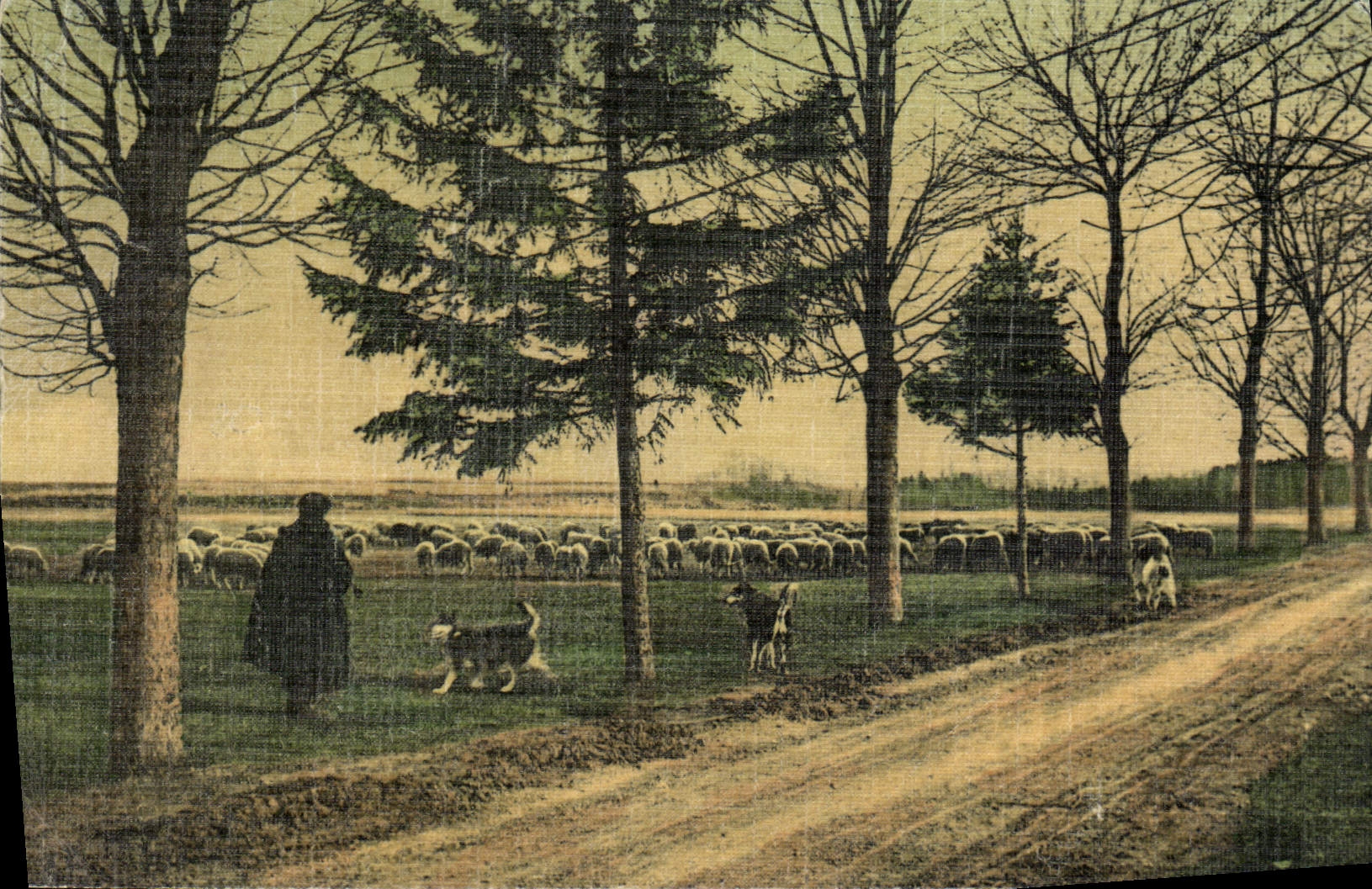 VINTAGE POSTCARD Folklore Shepherd and his sheep Dog