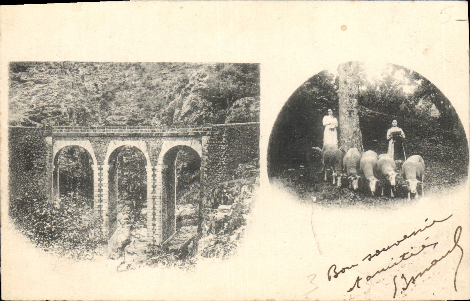 VINTAGE POSTCARD Folklore Breeding Sheep