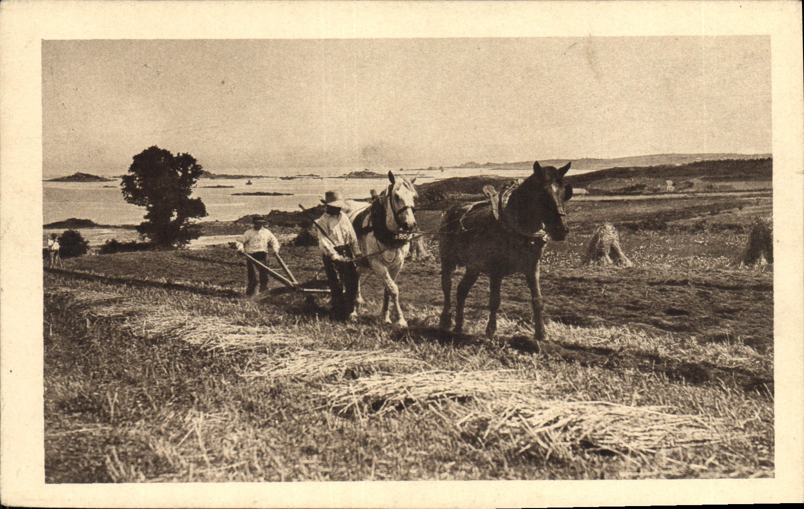 CPA Folklore Labour Chevaux